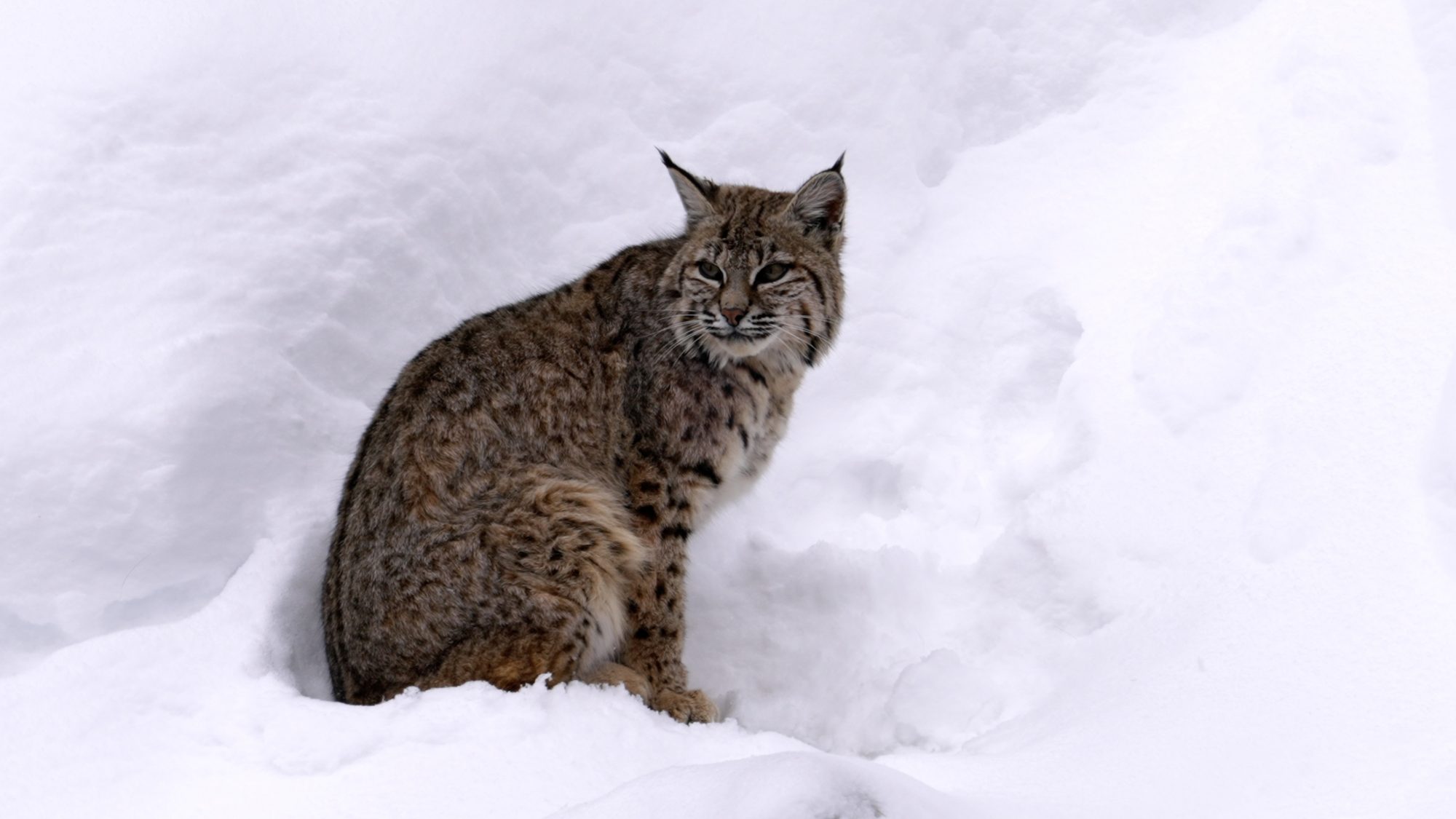 Bobcat in deep snow – Yellowstone 2023