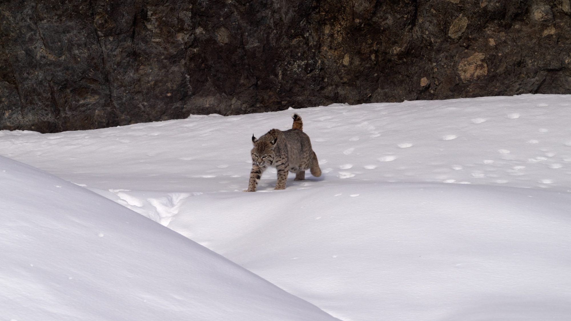 Bobcat on a Mule Deer kill – Yellowstone, USA 2023