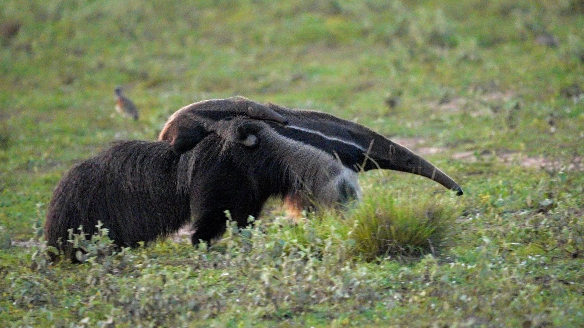 Giant Anteater with a baby on its back – Pantanal, Brazil 2022