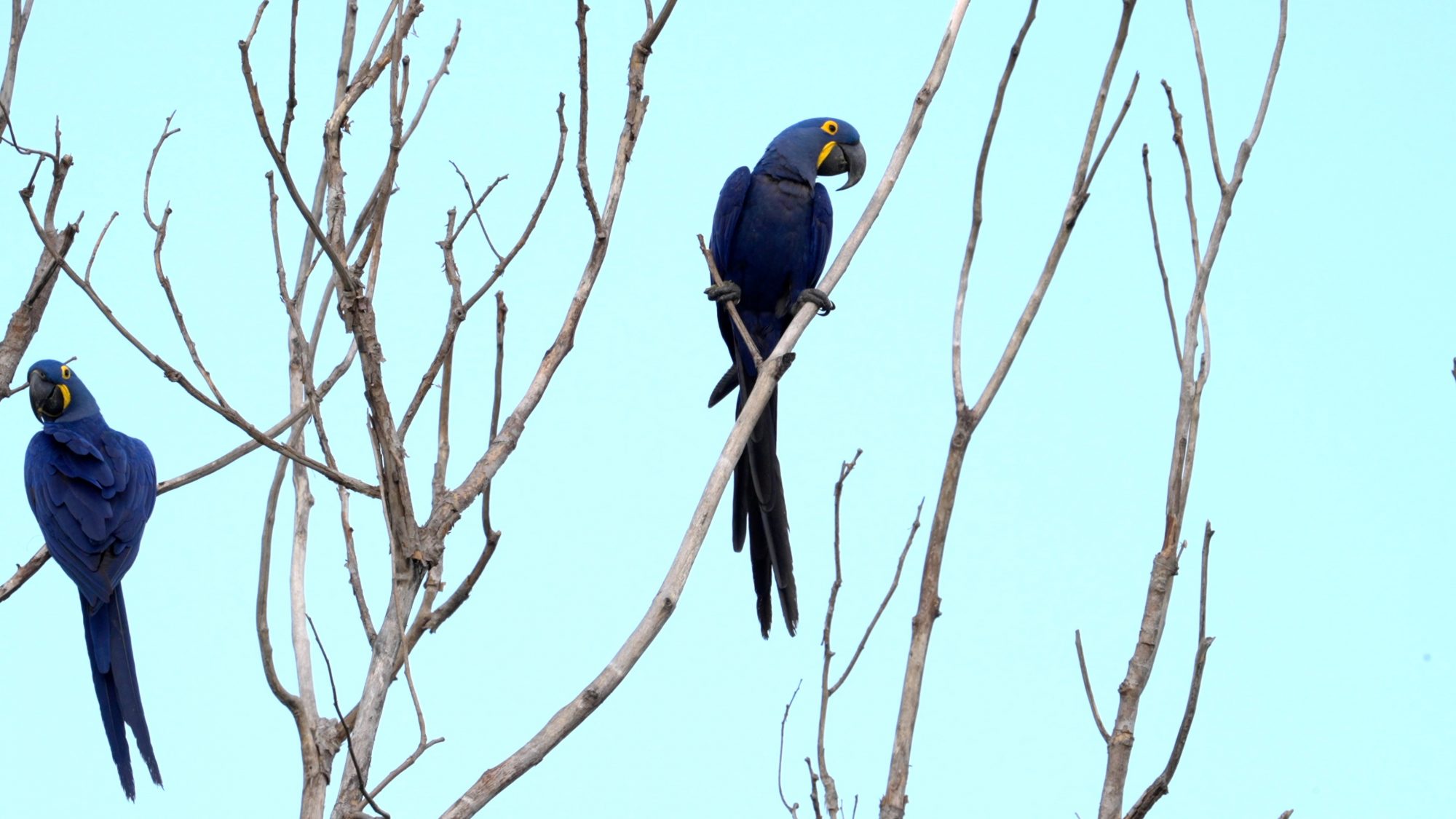 Hyacinth Macaws – Pantanal, Brazil 2022