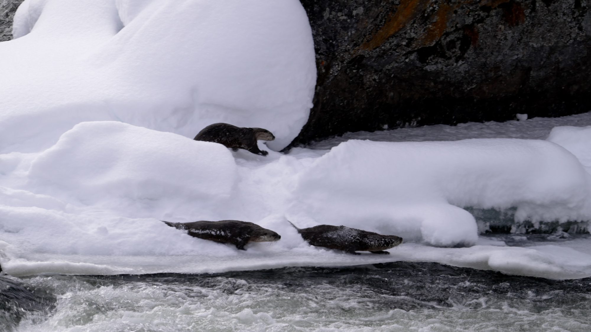 Otters playing on snow and ice – Yellowstone, USA 2023