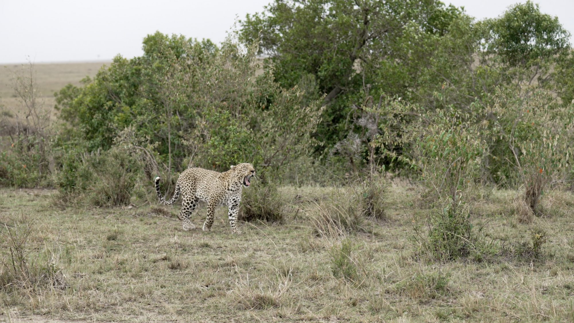 A fabulous male Leopard goes walkabout – Maasai Mara 2023