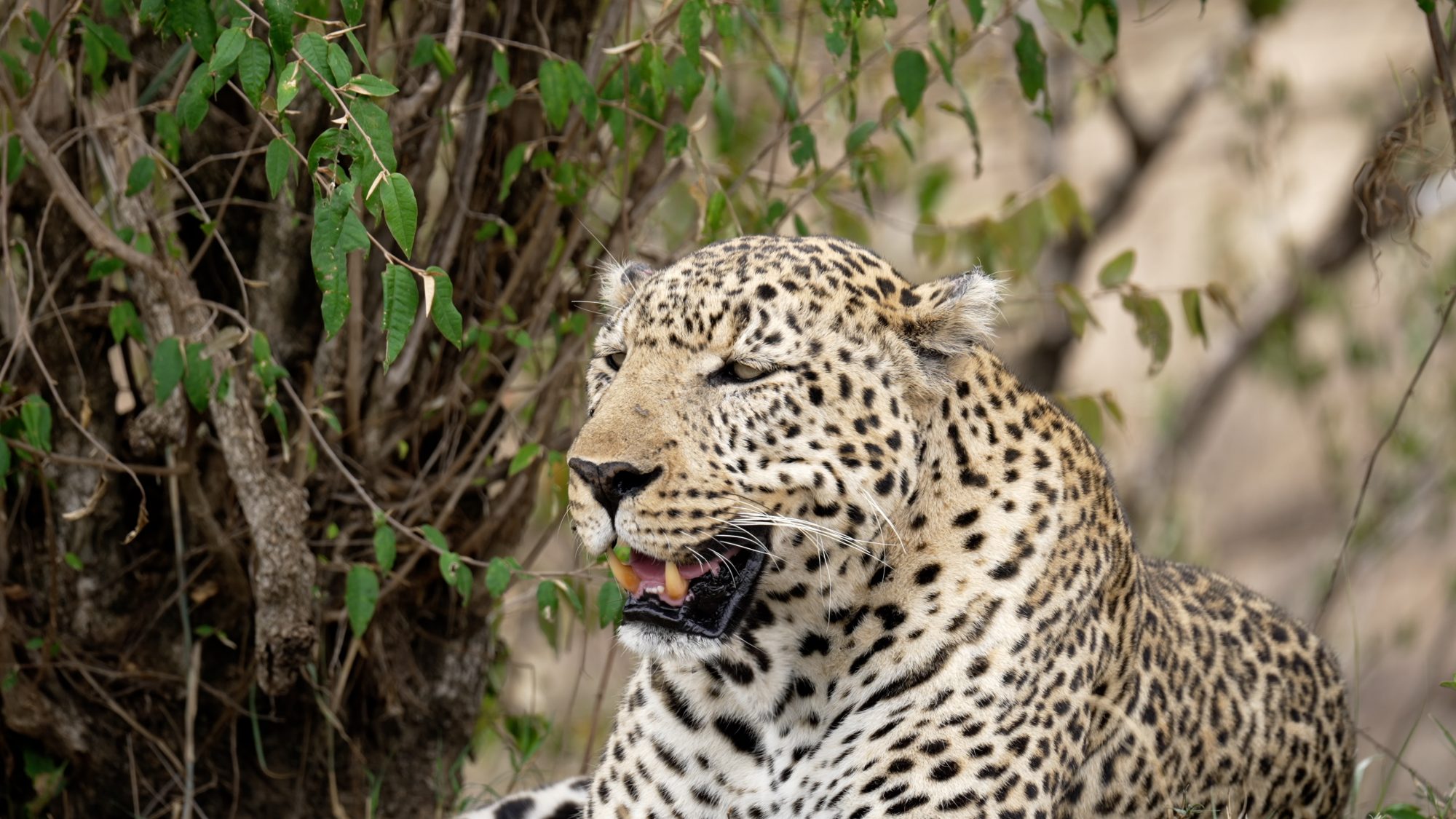 A magnificent male Leopard – Maasai Mara 2023