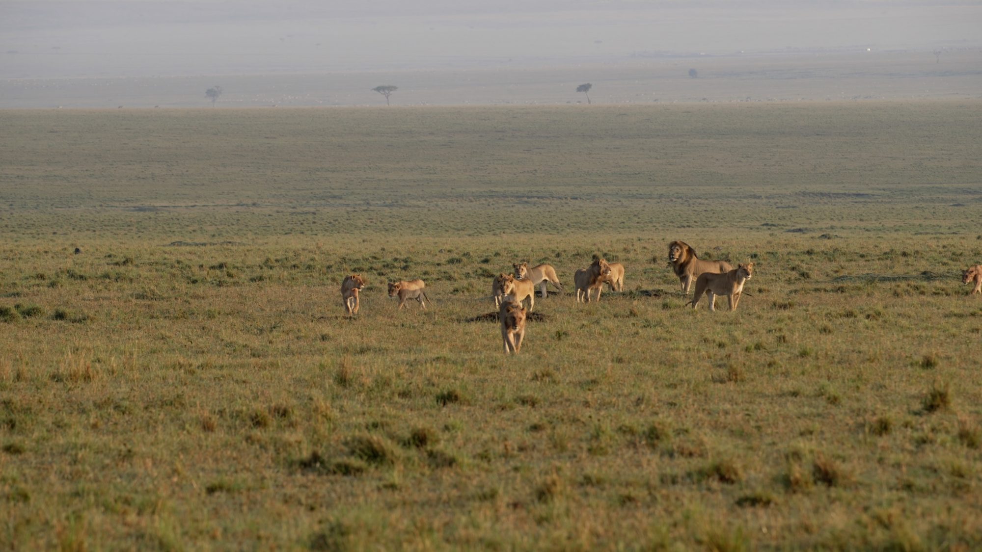 A pride of lions on the move – Maasai Mara 2023