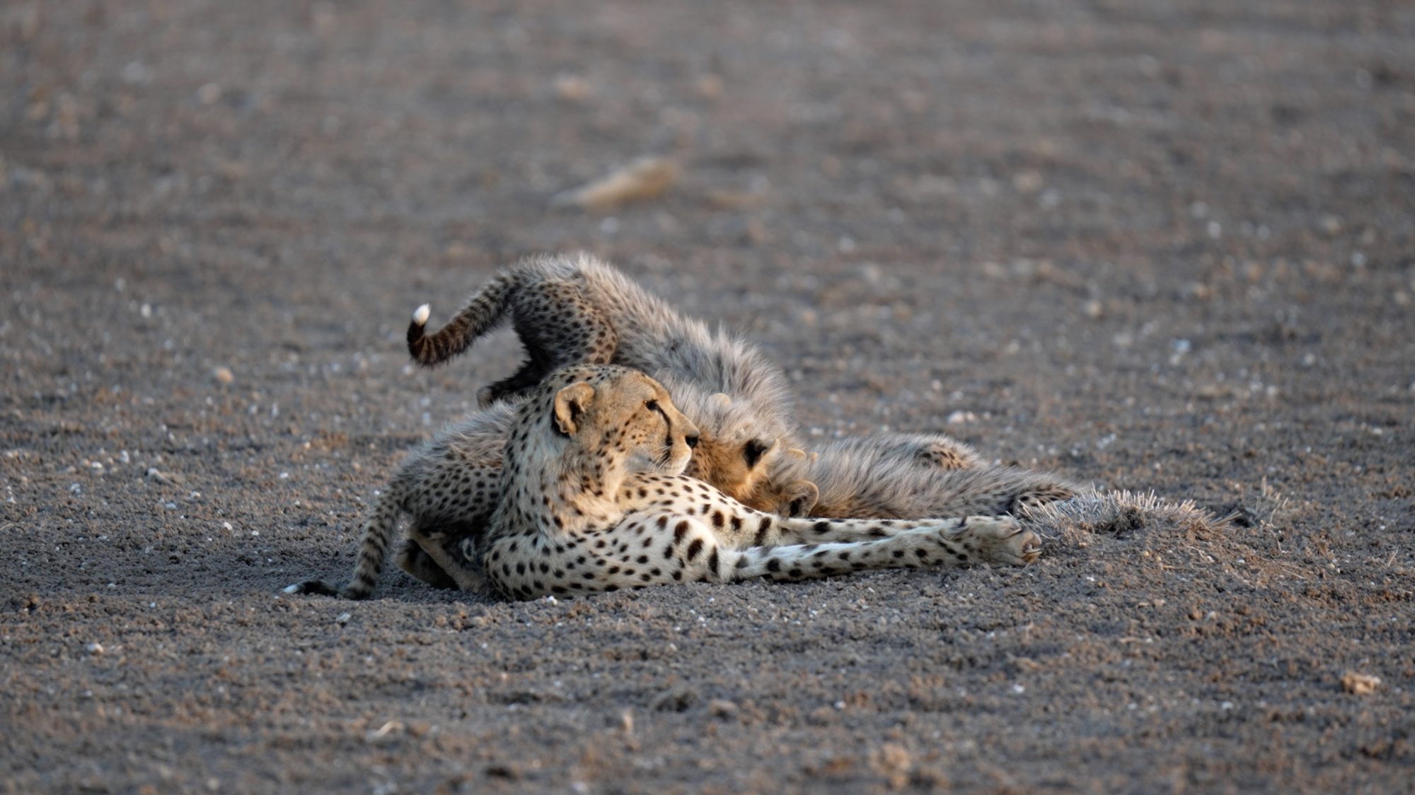 Cheetah suckling her very young cubs – Amboseli, Kenya 2023