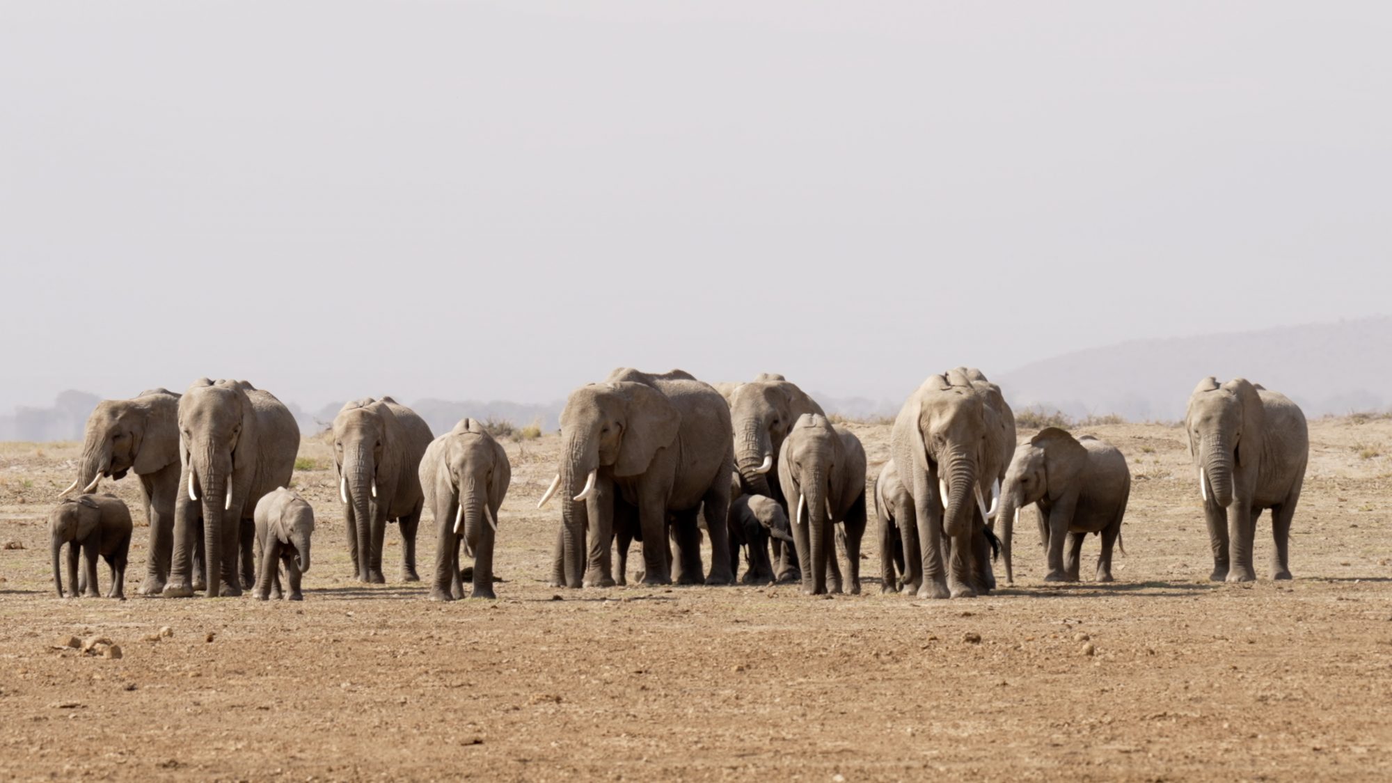 Elephants on the dusty bed of Lake Amboseli – Kenya 2023