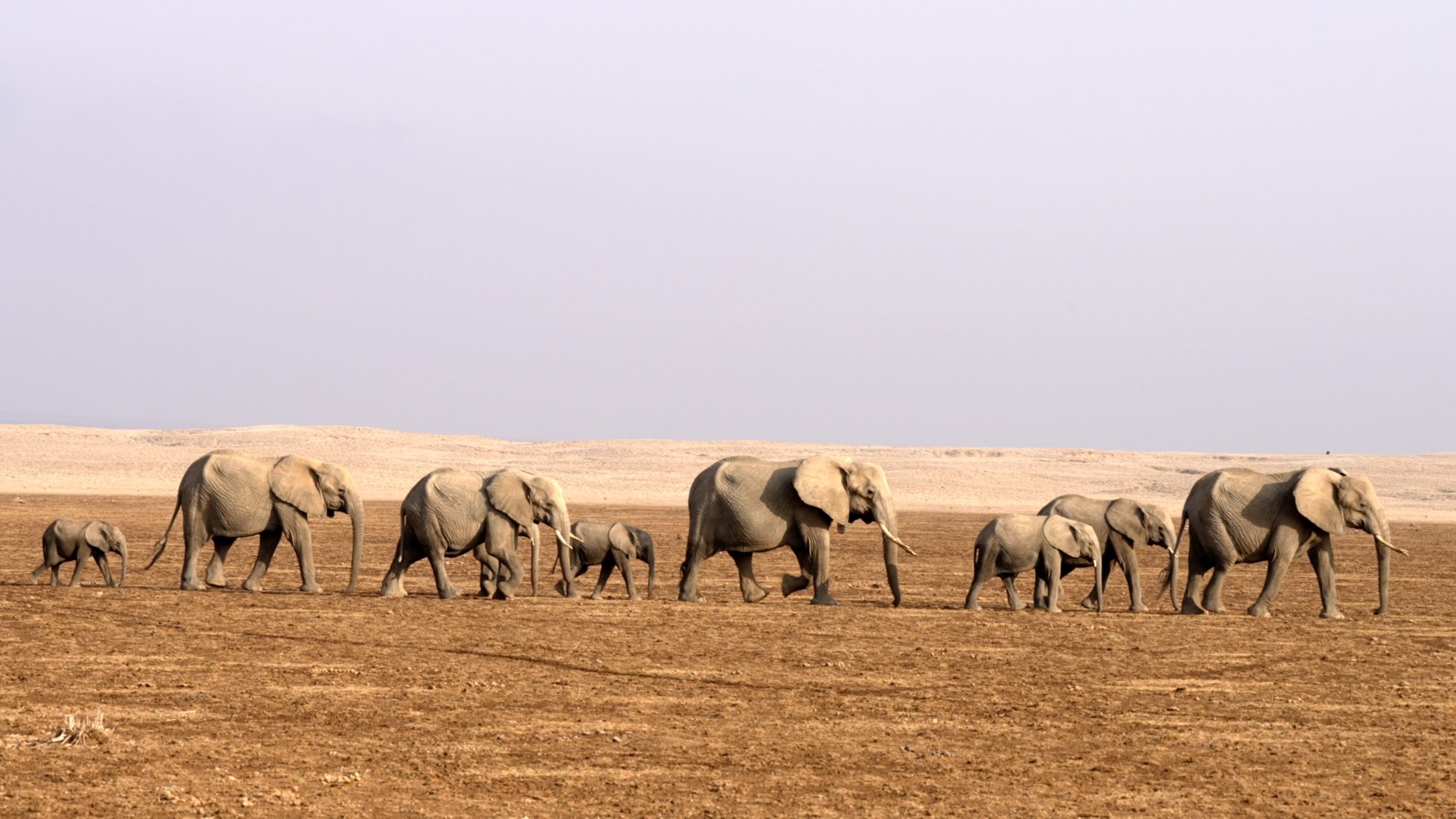 Elephants cross the dried lake bed – Amboseli, Kenya 2023