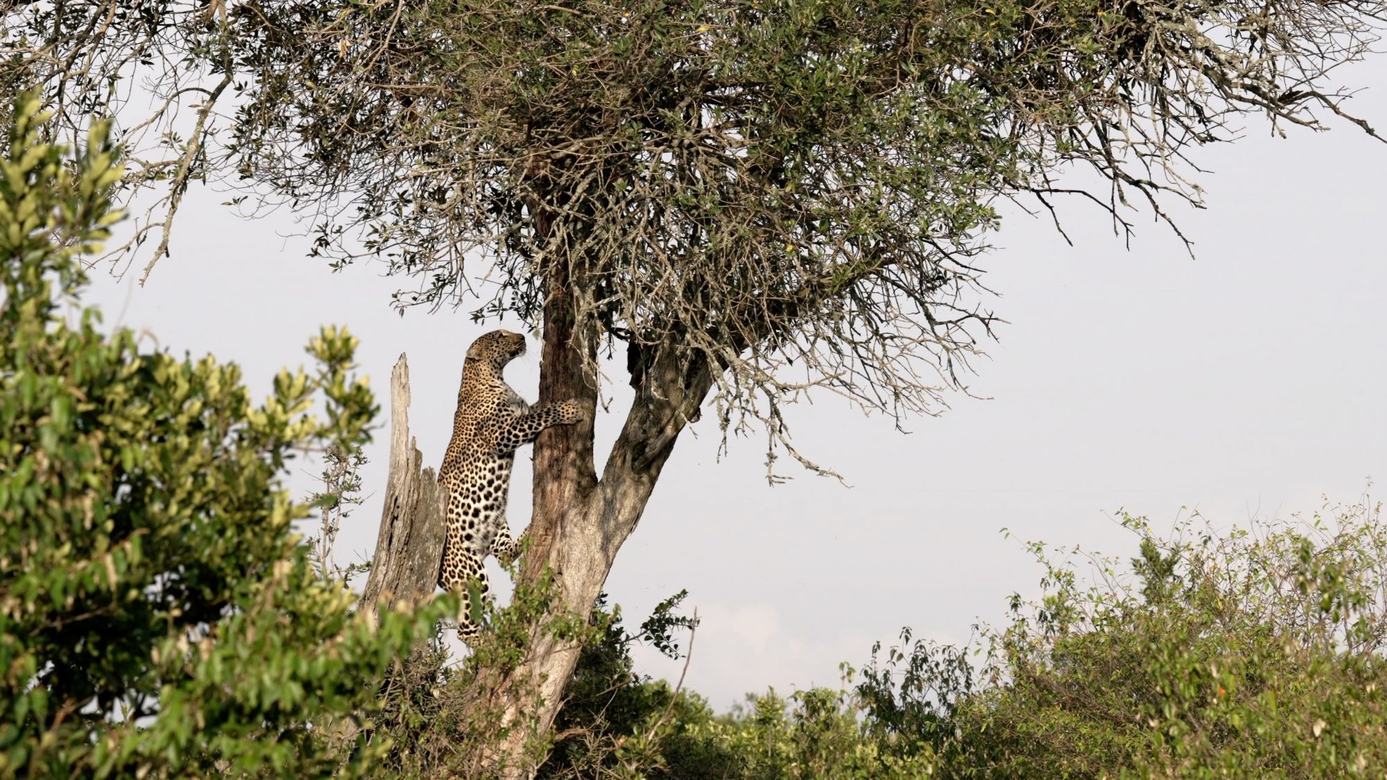 Leopard climbs a tree to reach its prey – Maasai Mara 2023