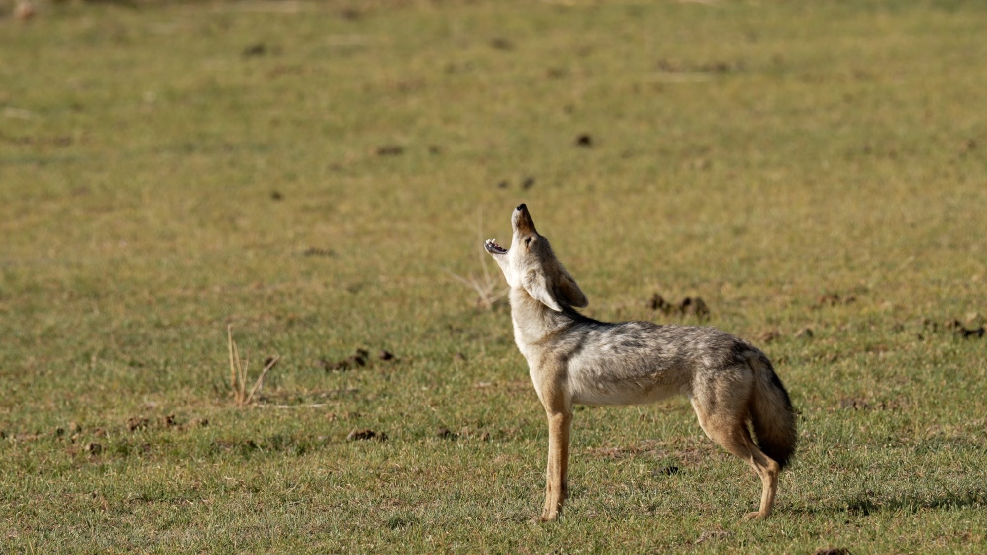 Howling African Golden Wolf – Amboseli, Kenya 2023