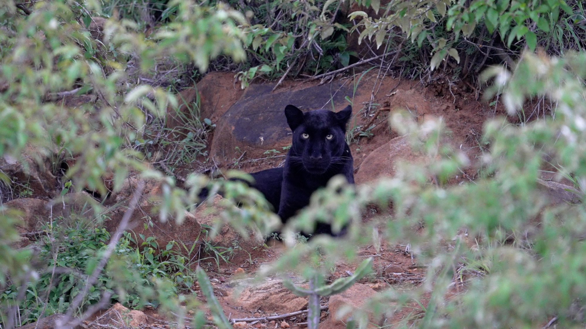 Black Leopard surveys her territory – Laikipia, Kenya 2023