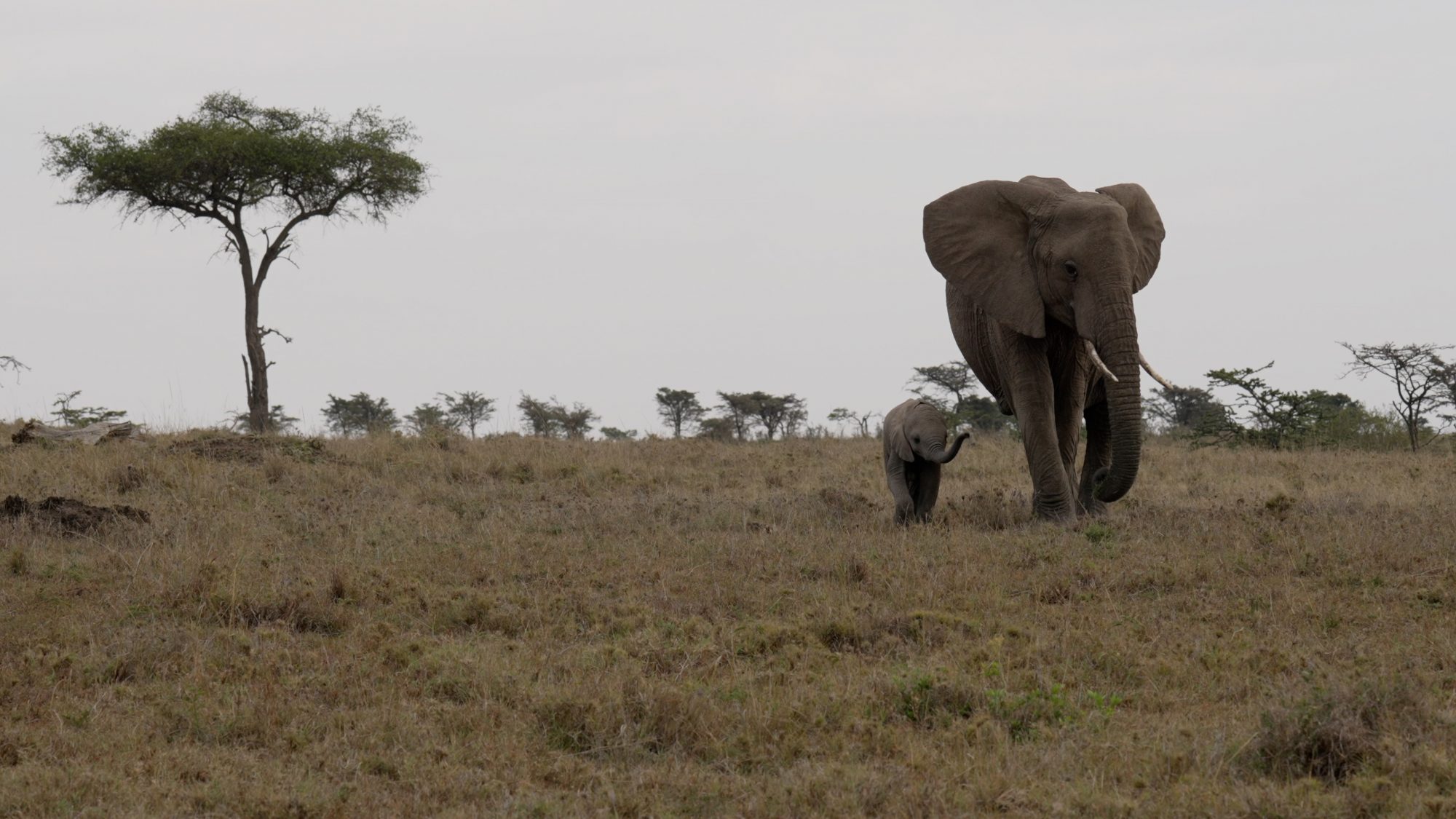 Elephant with her very young calf – Maasai Mara 2023