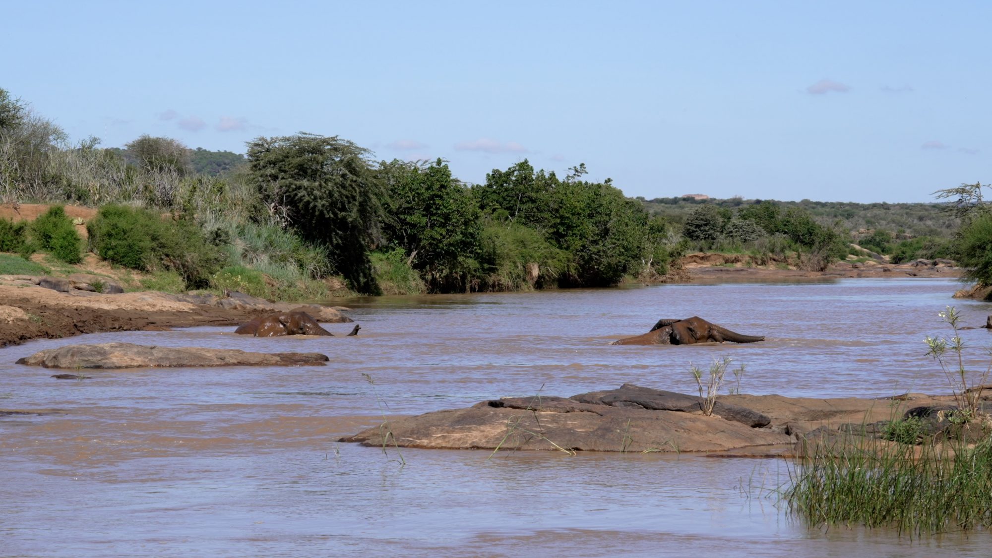 Elephants have fun in the river – Laikipia, Kenya 2023