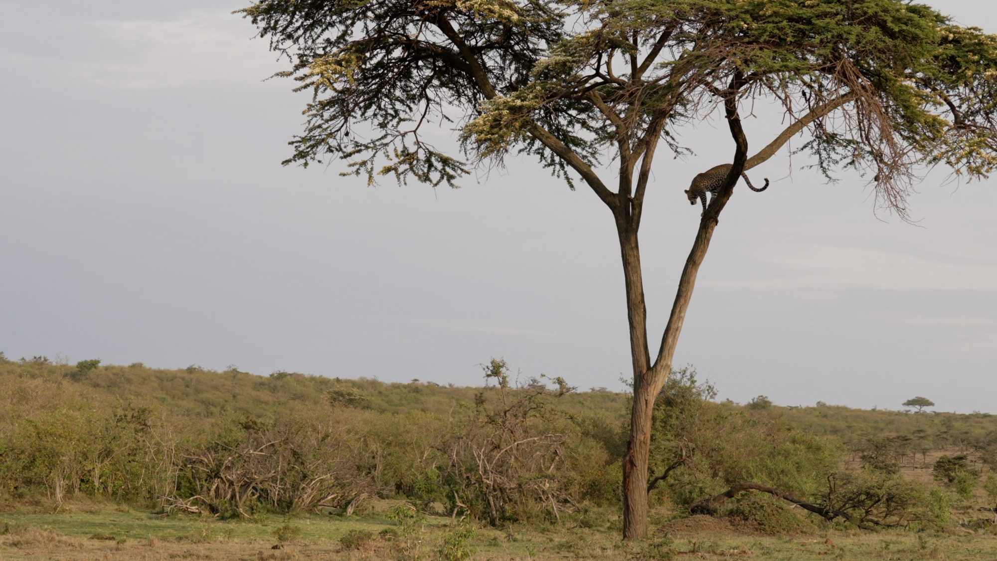 Leopard comes down from a tree – Maasai Mara 2023
