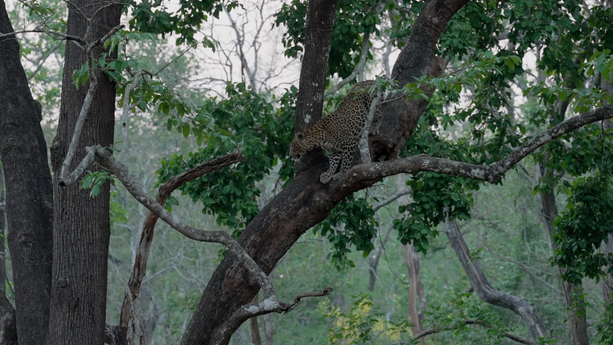 Indian Leopards in a tree – India 2023