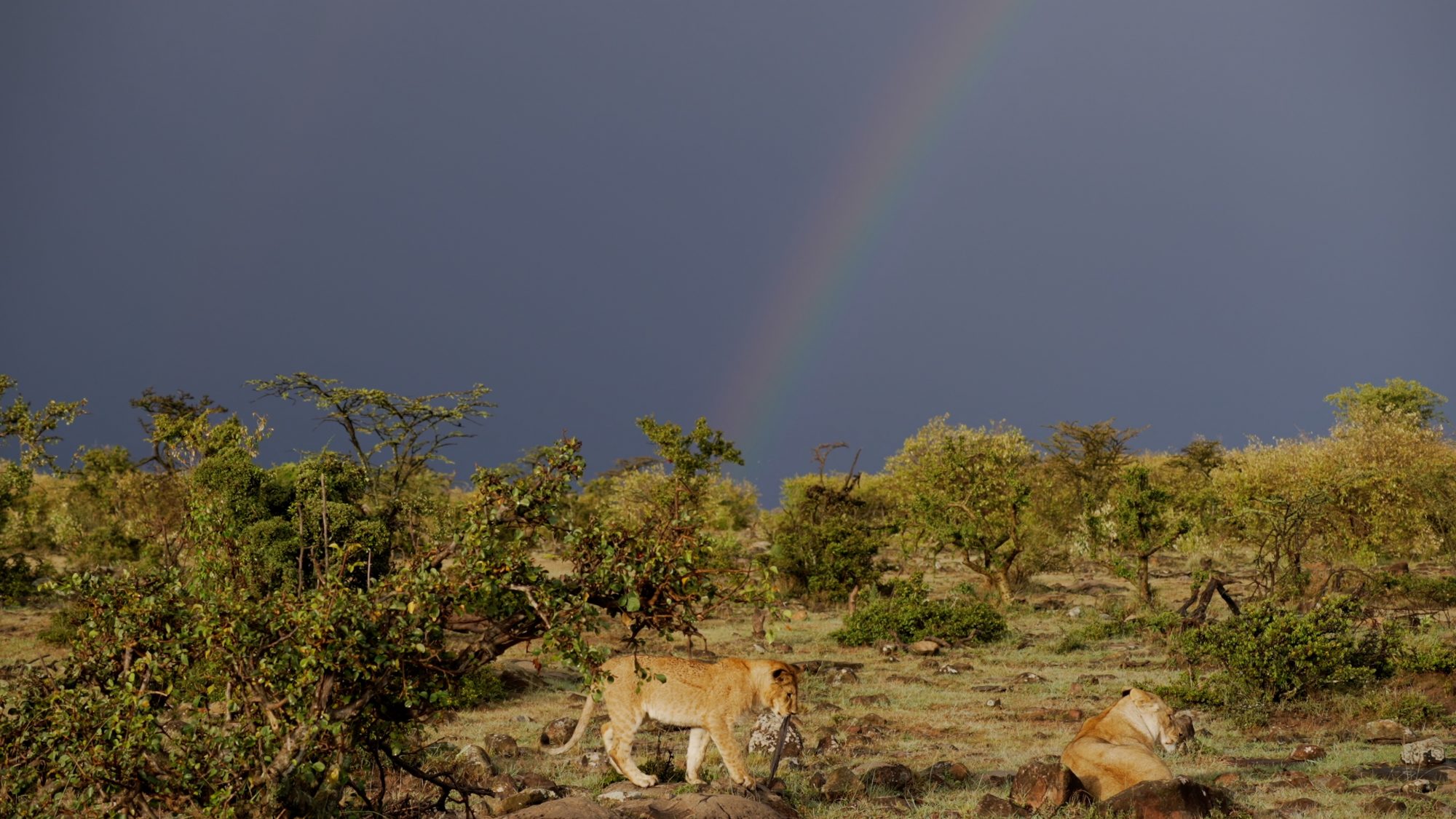 Lion pride after the storm – Maasai Mara 2023