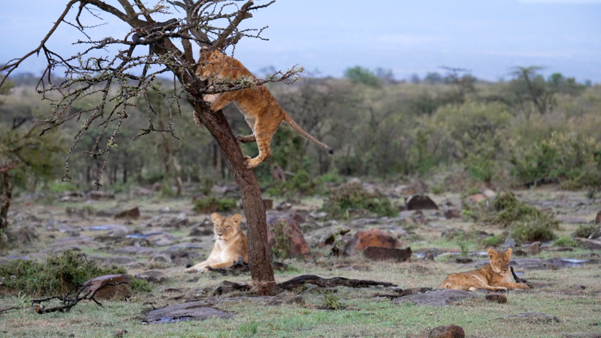 Lions fool around in a tree – Maasai Mara 2023