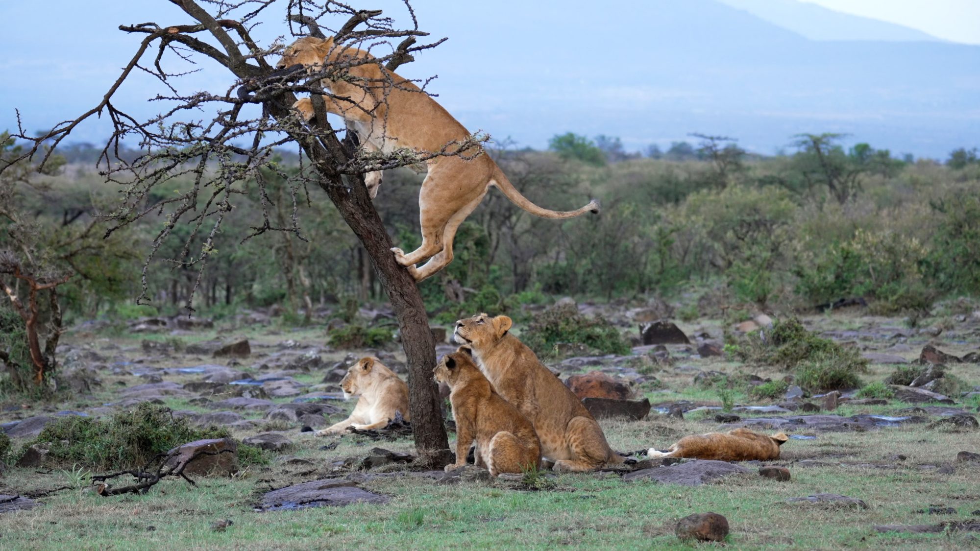 Playful subadult lions in a tree – Maasai Mara 2023