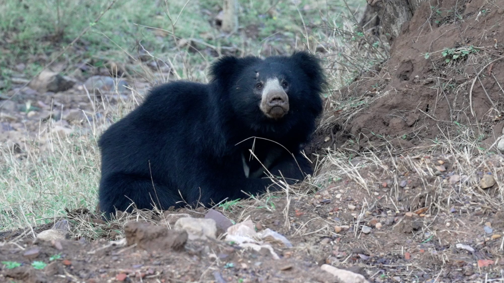 Sloth Bear – India 2023