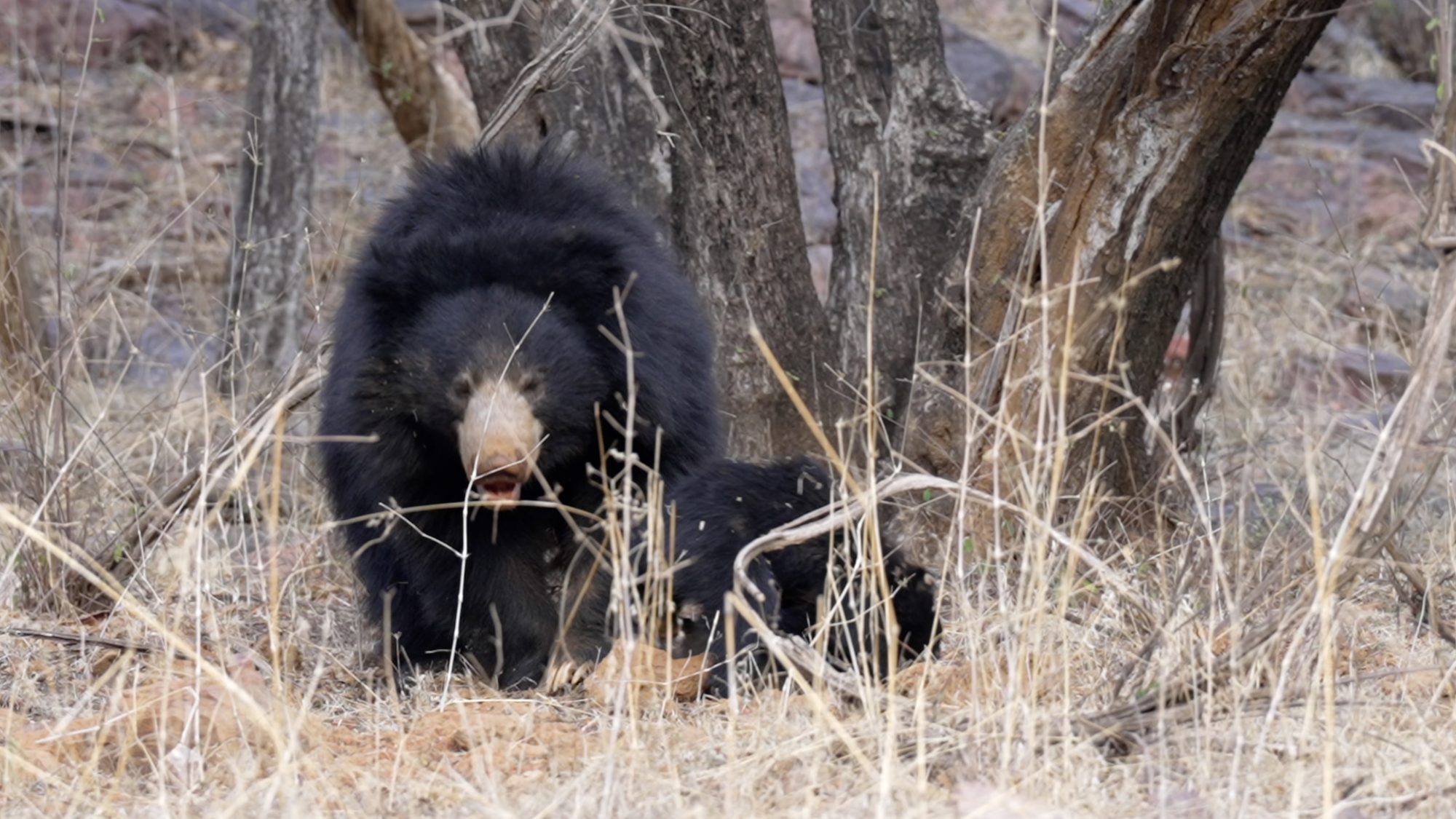 Sloth bear with her two playful cubs – India 2023