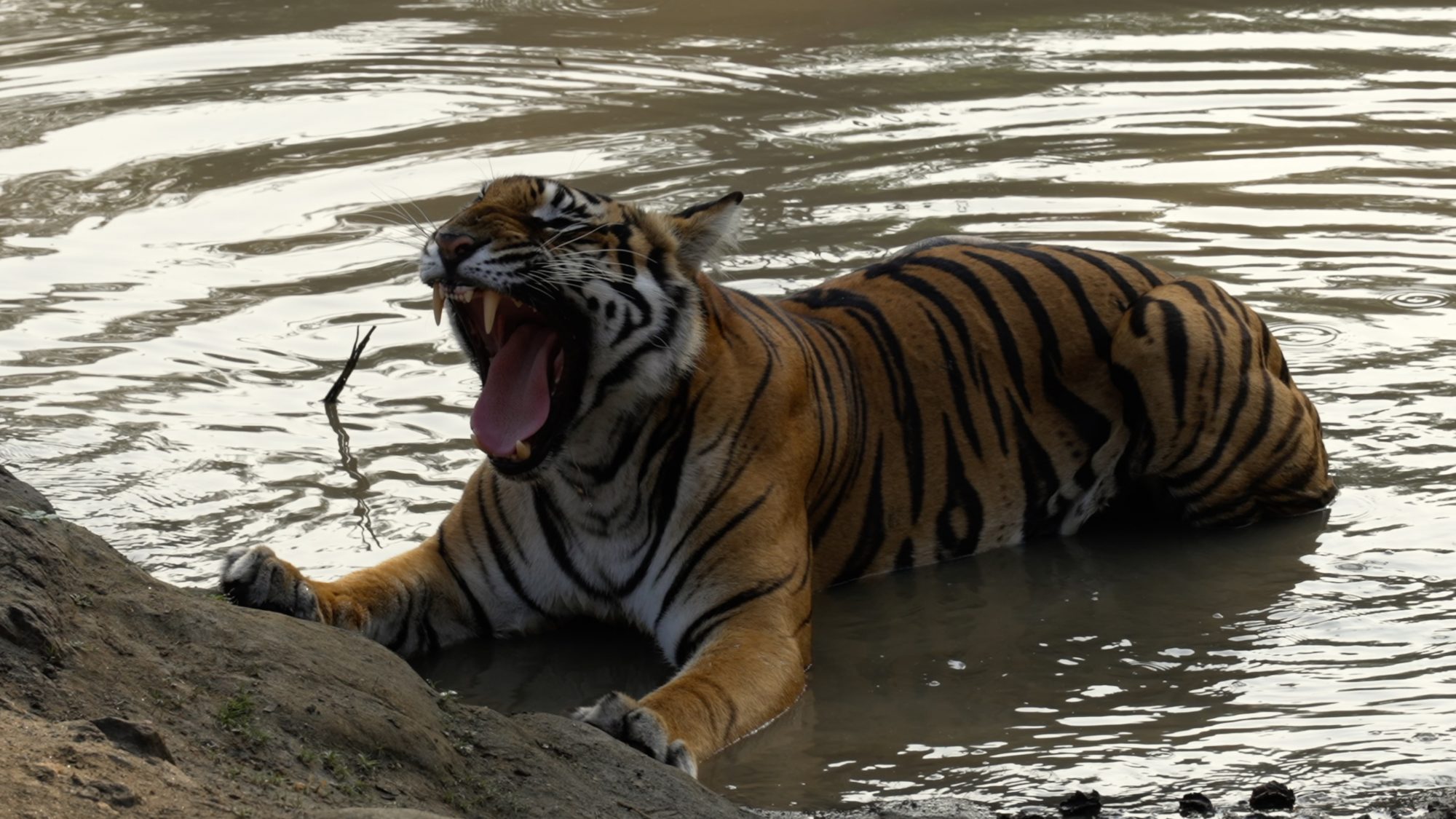 Tiger in a waterhole – Indi 2023