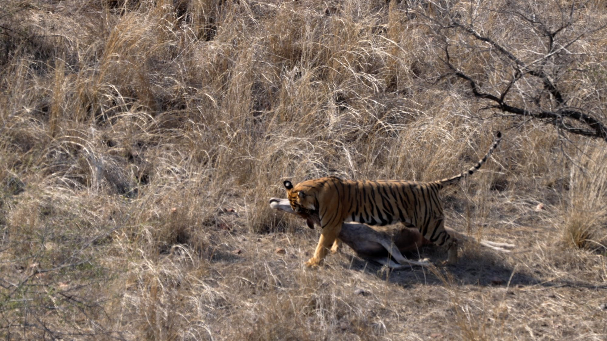 Tiger with a Sambar kill – India 2023