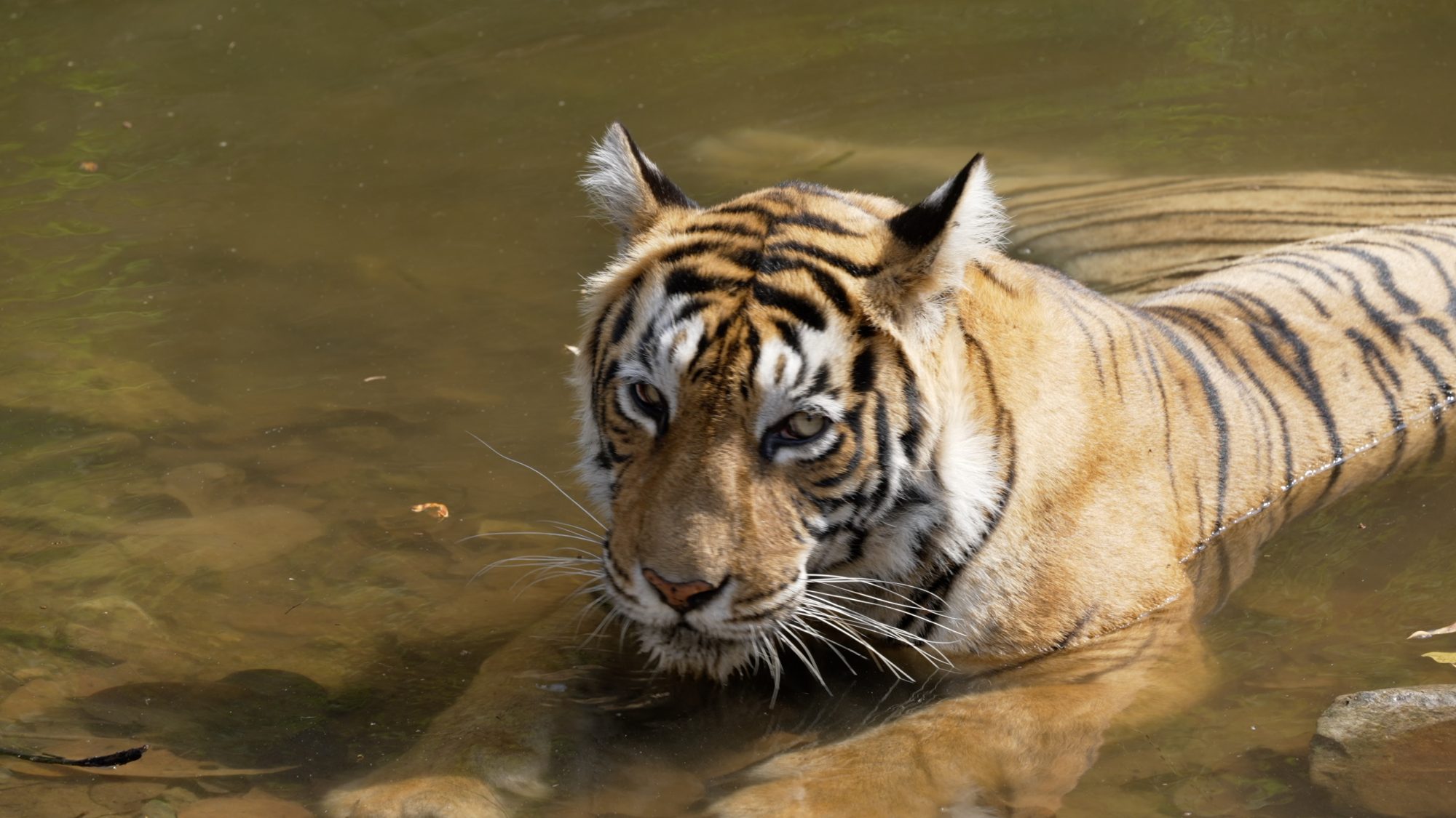 Tiger at the waterhole – India 2023