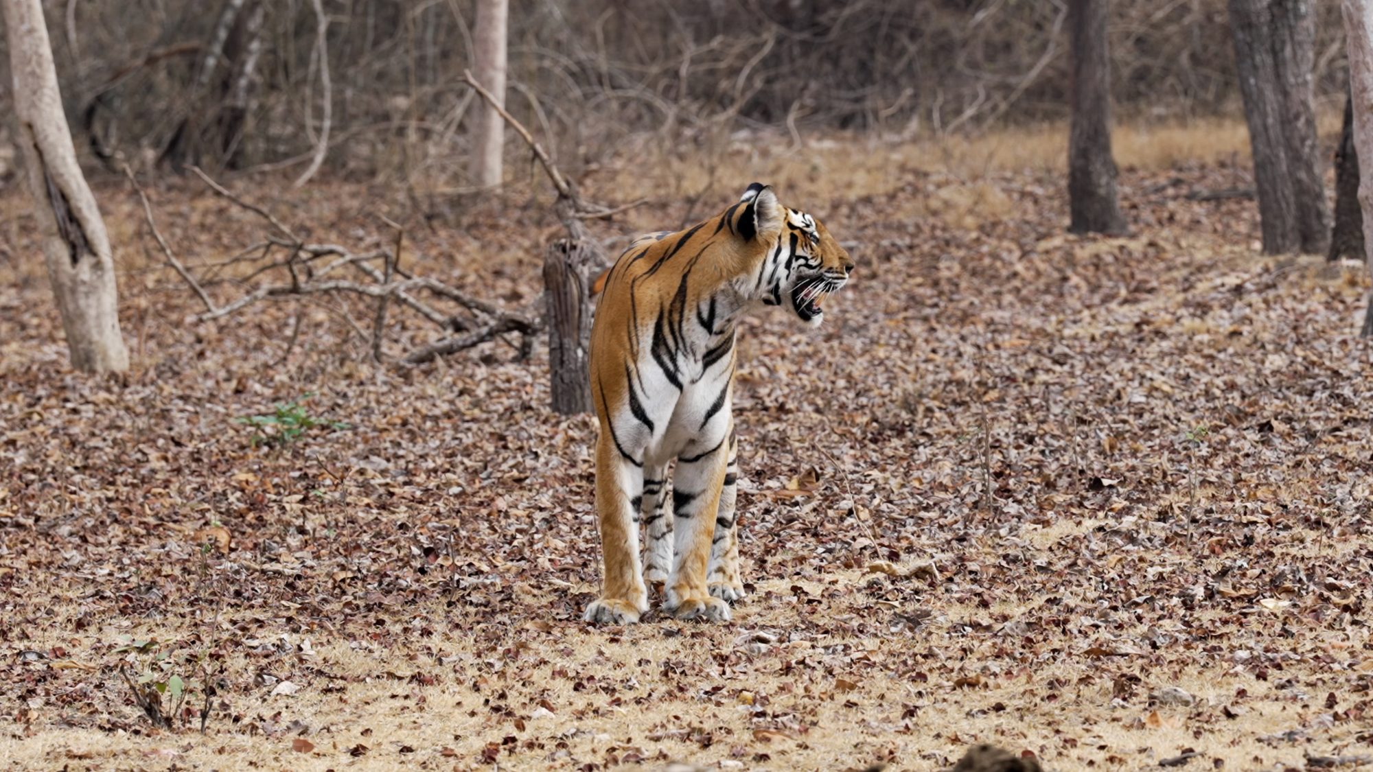 A beautiful female Tiger – India 2023