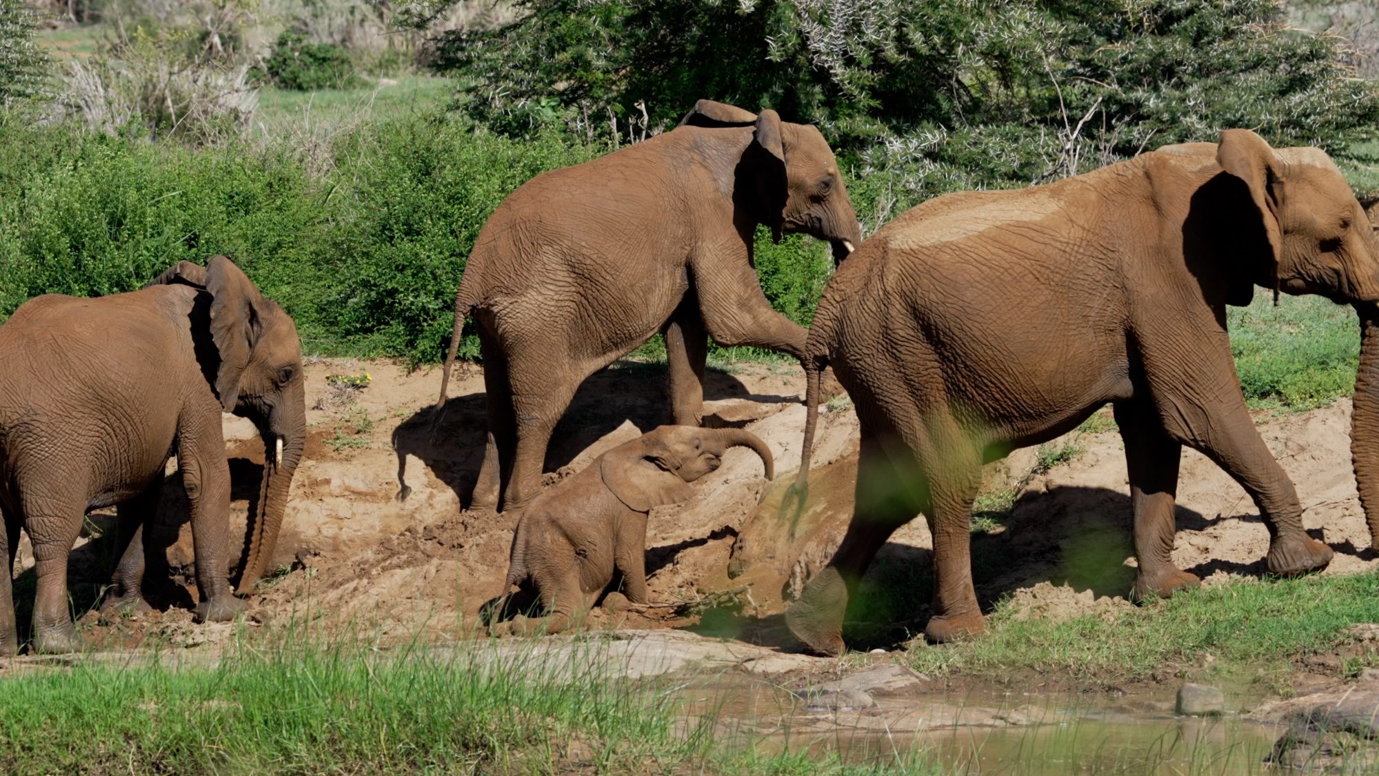 An adorable baby elephant – Laikipia, Kenya 2023