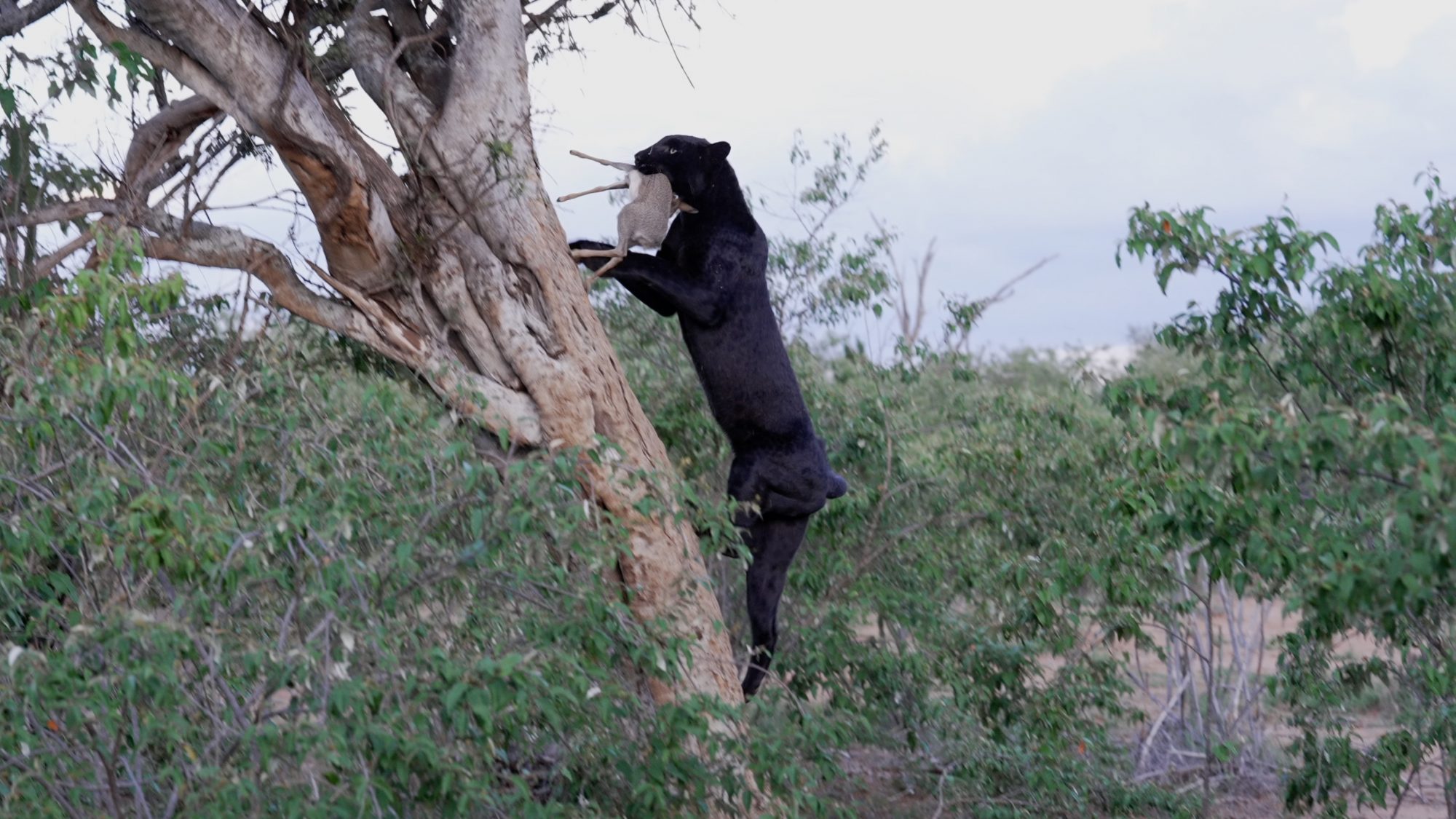 Black Leopard with her kill – Laikipia, Kenya 2023