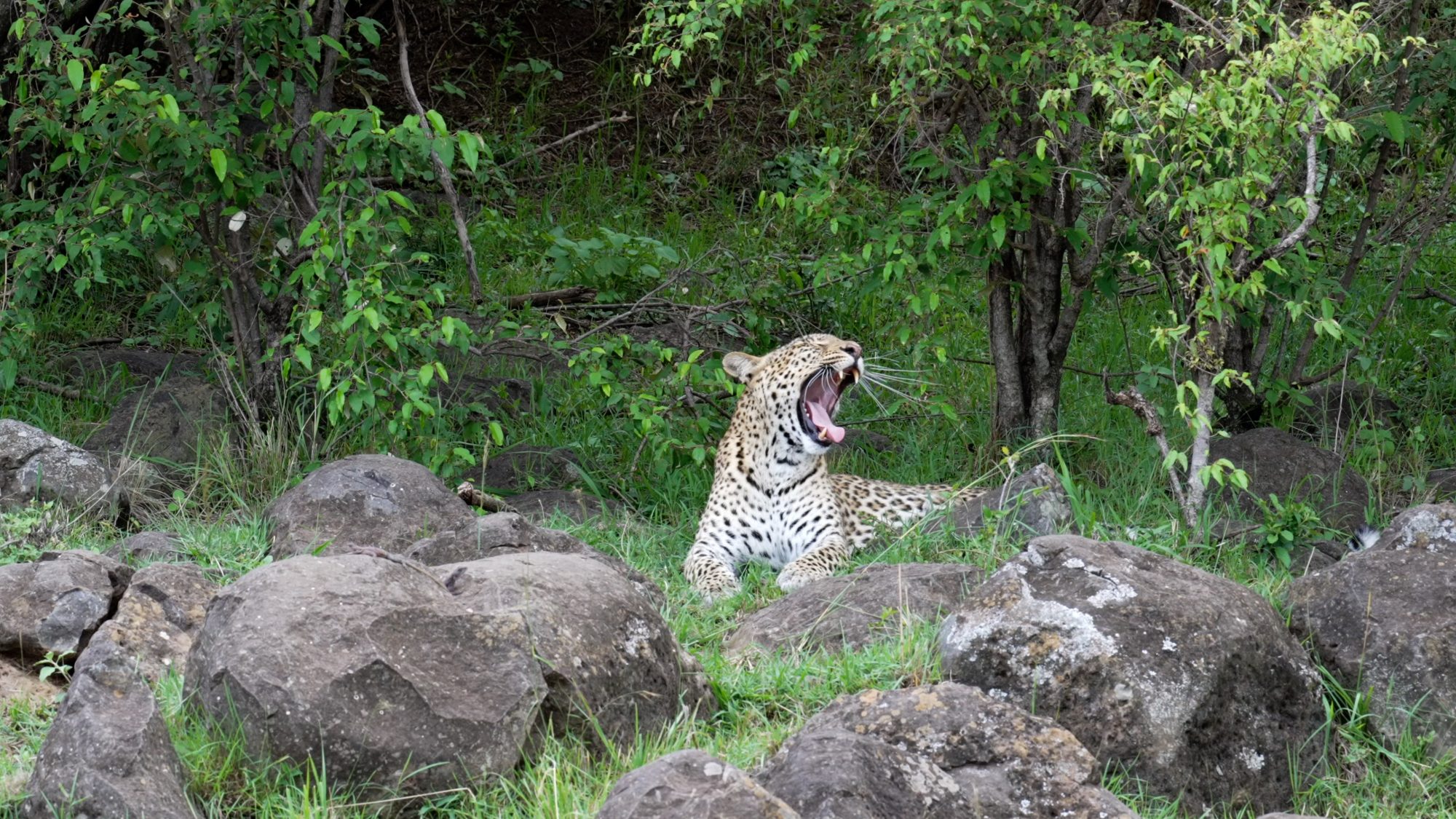 A Leopard Calls for her cubs – Maasai Mara 2023