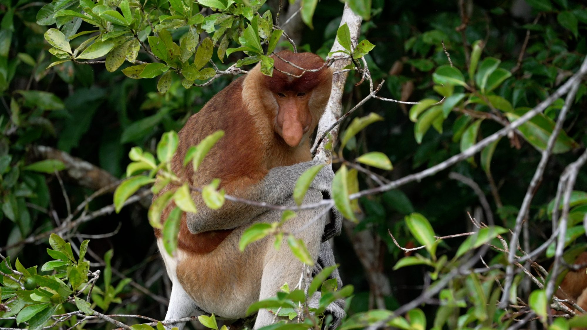 An impressive male Proboscis Monkey – Borneo 2023