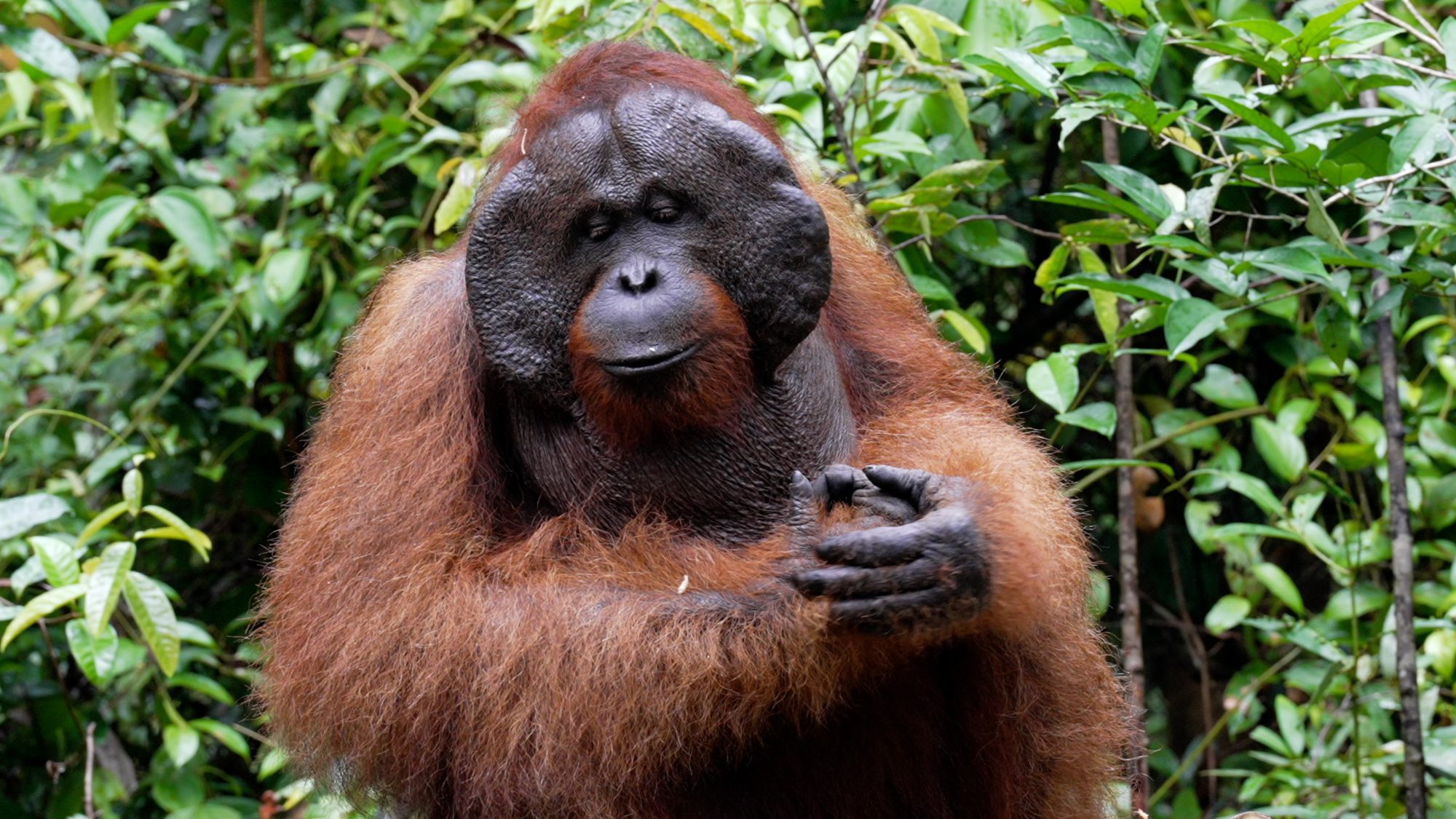 An Orangutan called Albert: a large alpha male – Borneo 2023