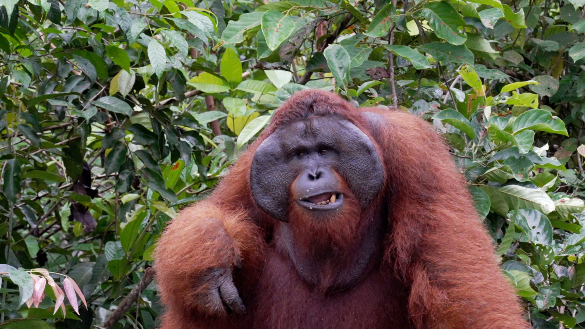 An impressive alpha male Orangutan – Borneo 2023
