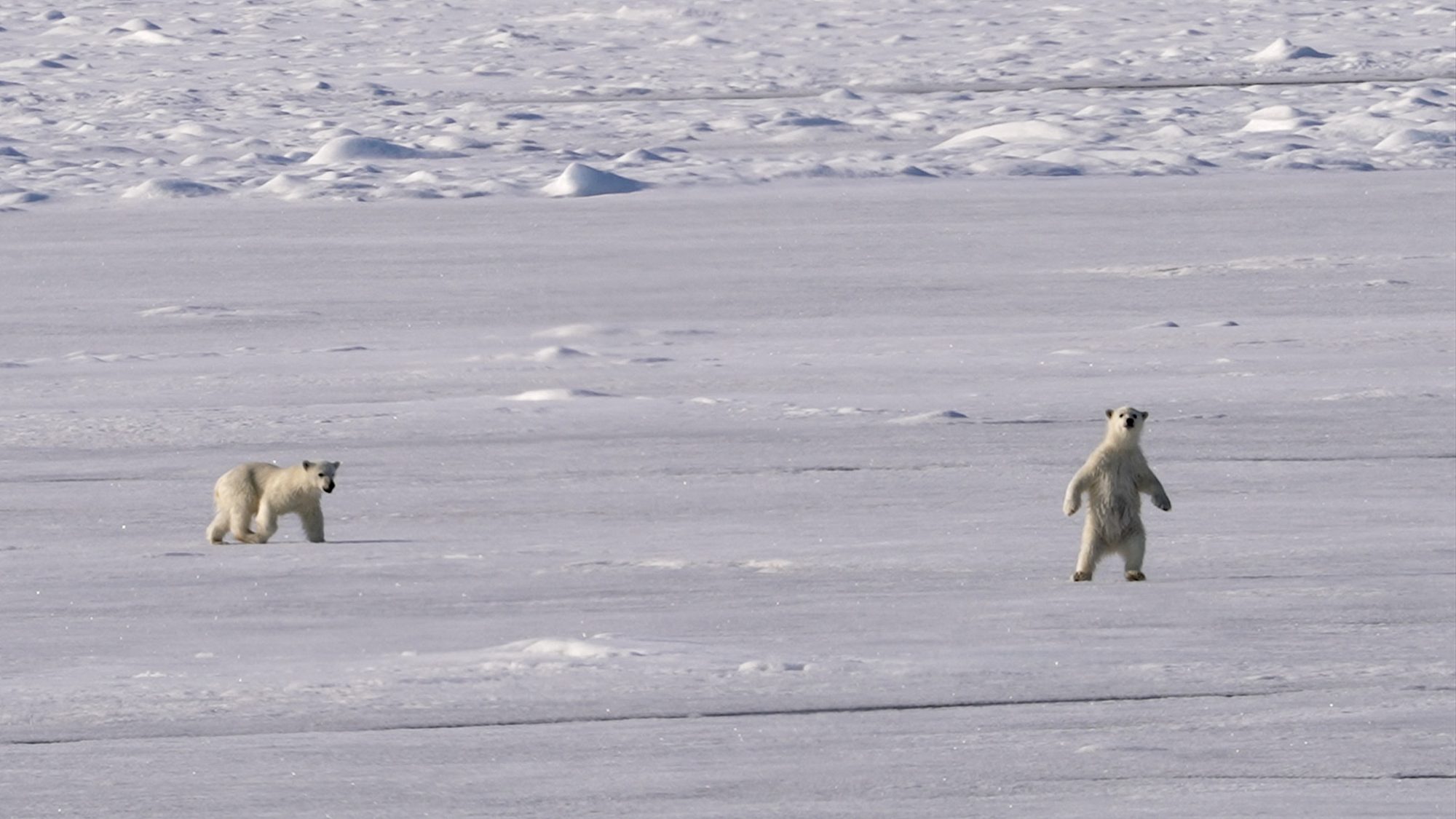 Curious Polar Bear cubs of the year – Svalbard 2023