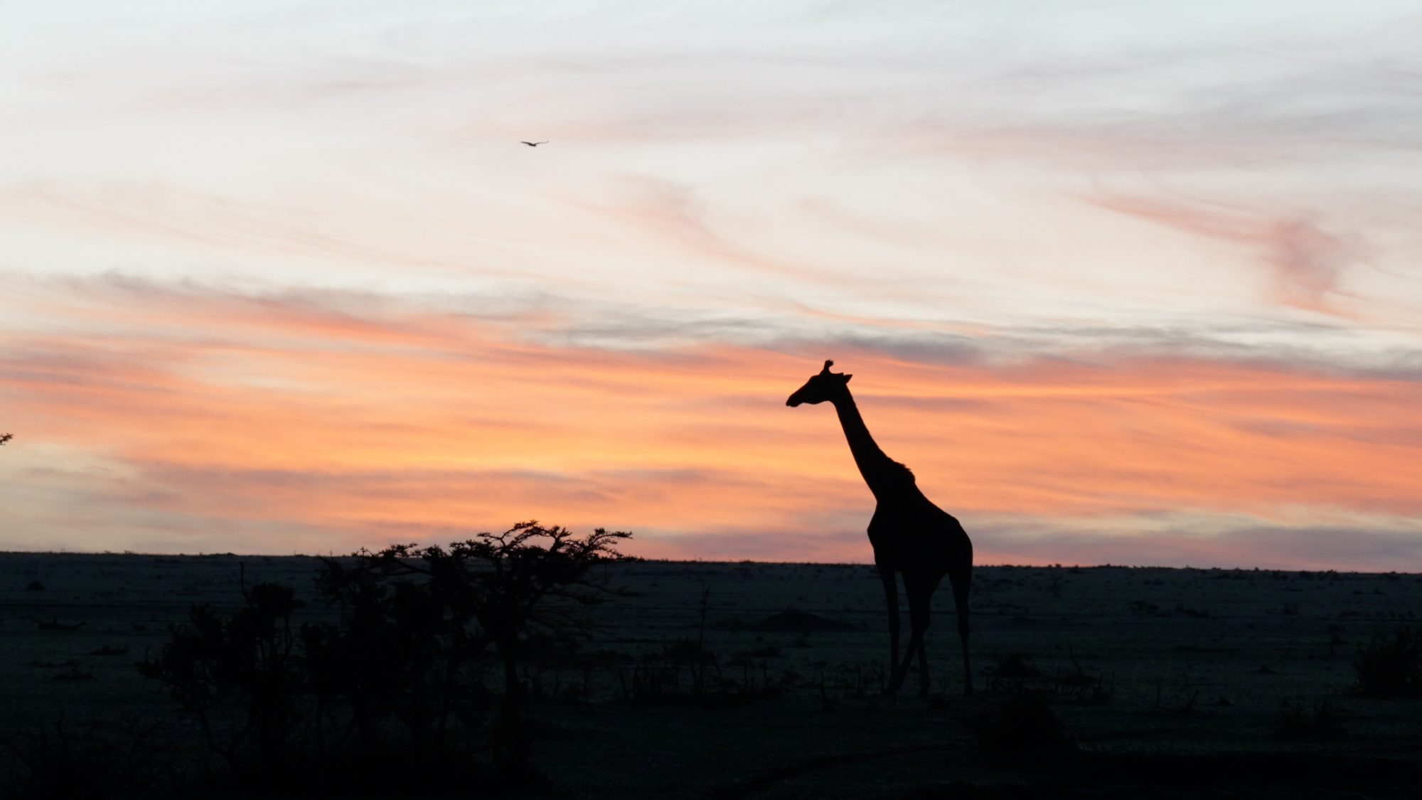 Giraffe at Sunrise – Maasai Mara 2023
