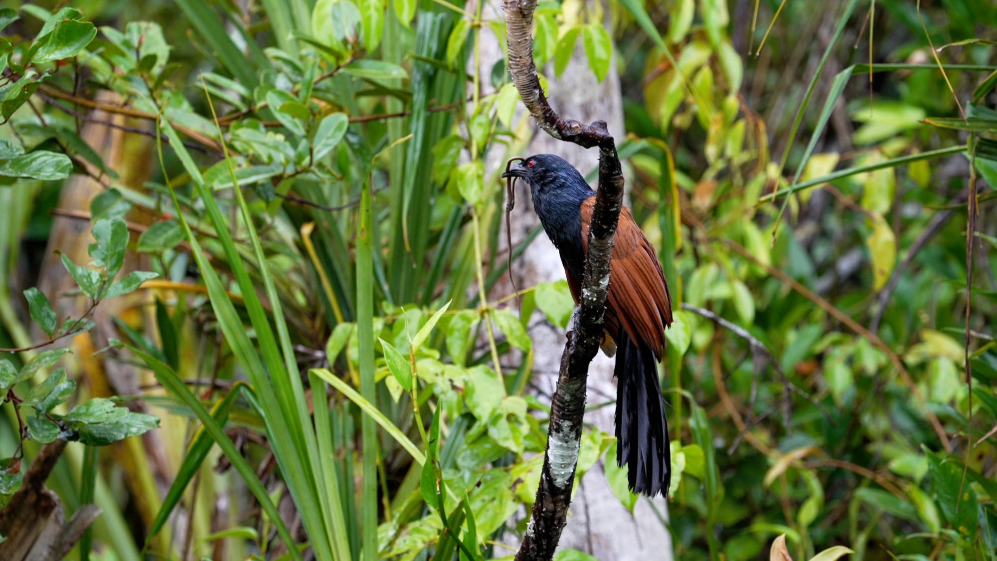 Greater Coucal with a Speckle-headed Vine Snake – Borneo 2023