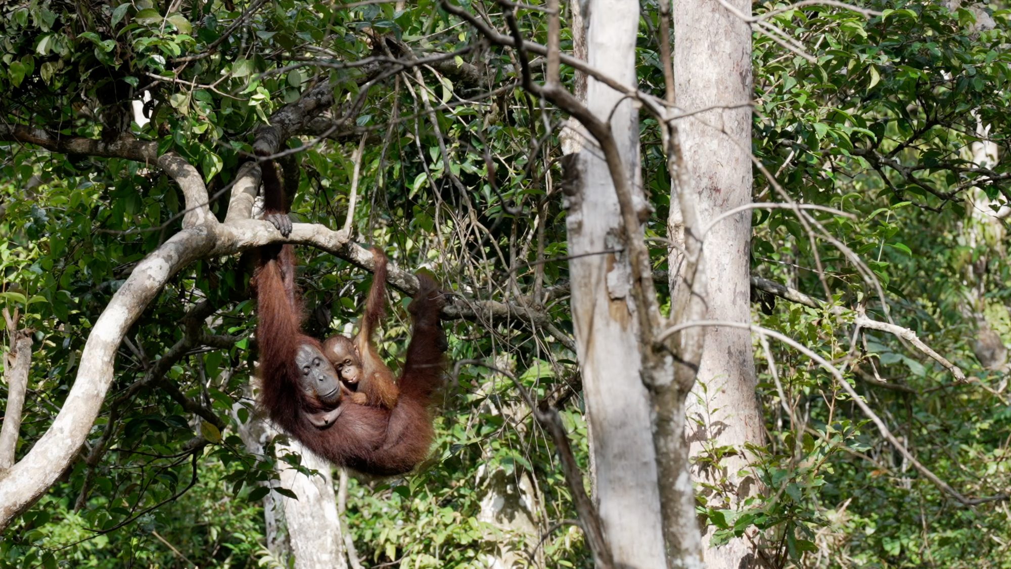 Just hanging around: Orangutan with her tiny baby  – Borneo 2023