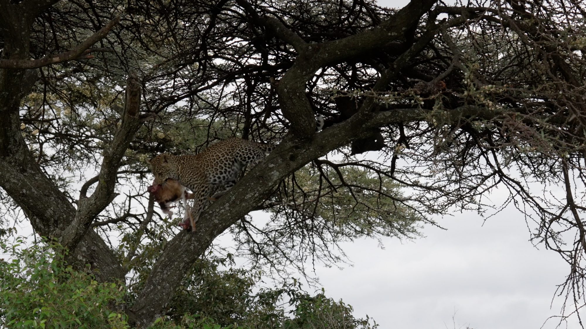 An incredible encounter: Leopard and her cub share a kill in a tree – Maasai Mara 2023