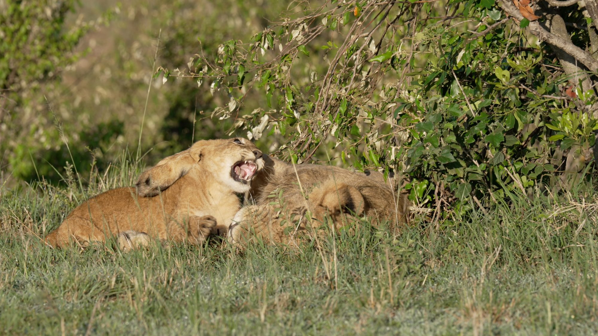 Lion cub plays with juvenile Lion – Maasai Mara 2023