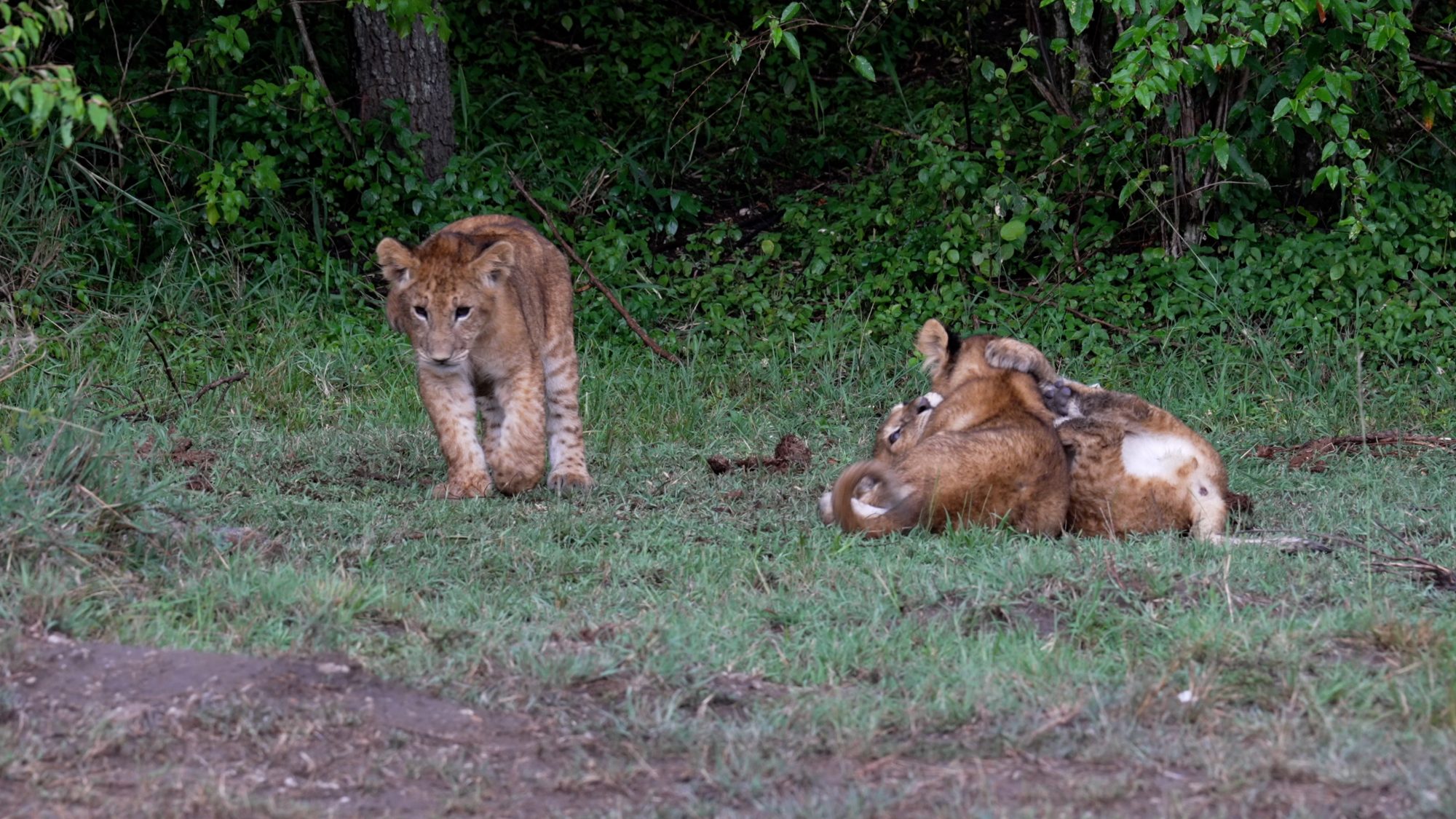 Lion cubs just love to have fun – Maasai Mara 2023