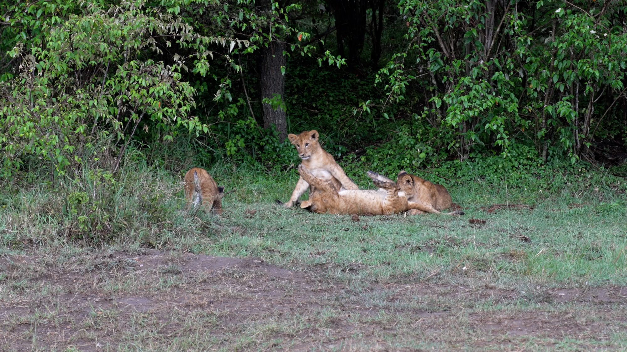 Lion cubs playtime as the thunder rumbles – Maasai Mara 2023