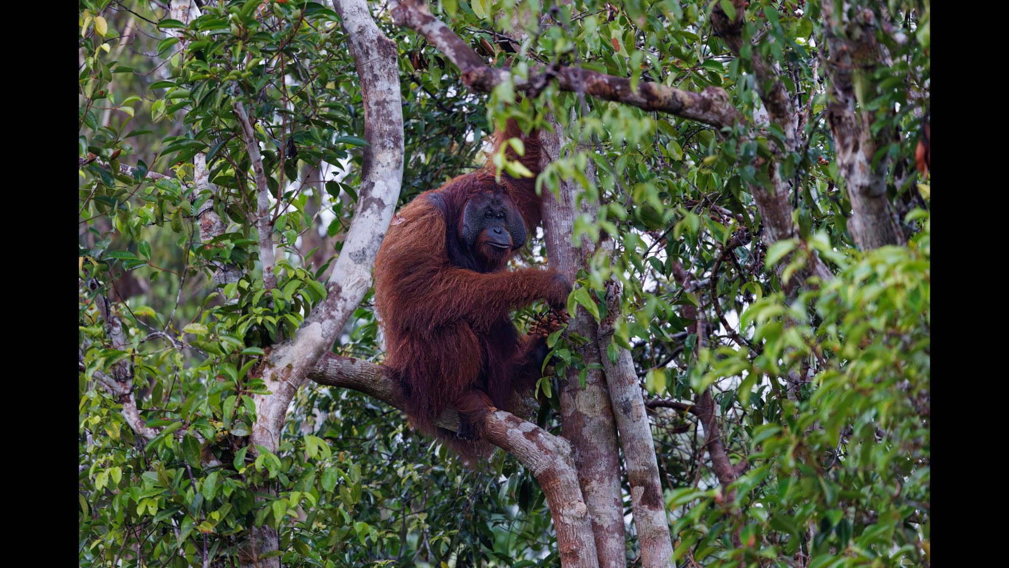 Male Orangutan calls loudly across the jungle – Borneo 2023