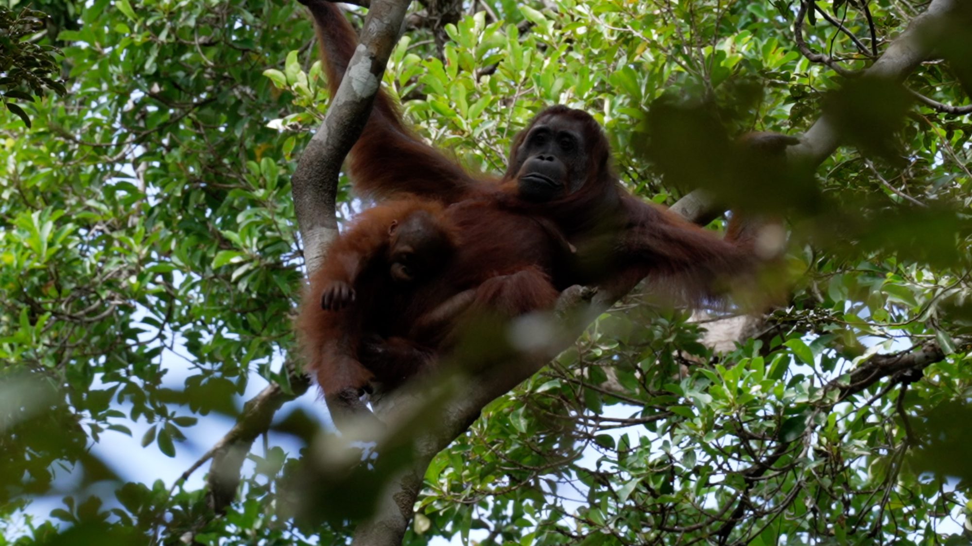 Orangutan with her young baby – Borneo 2023