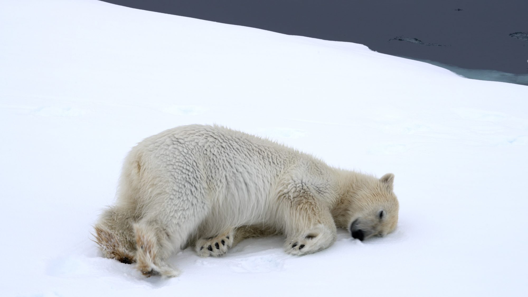 Playful Polar Bear – Svalbard 2023