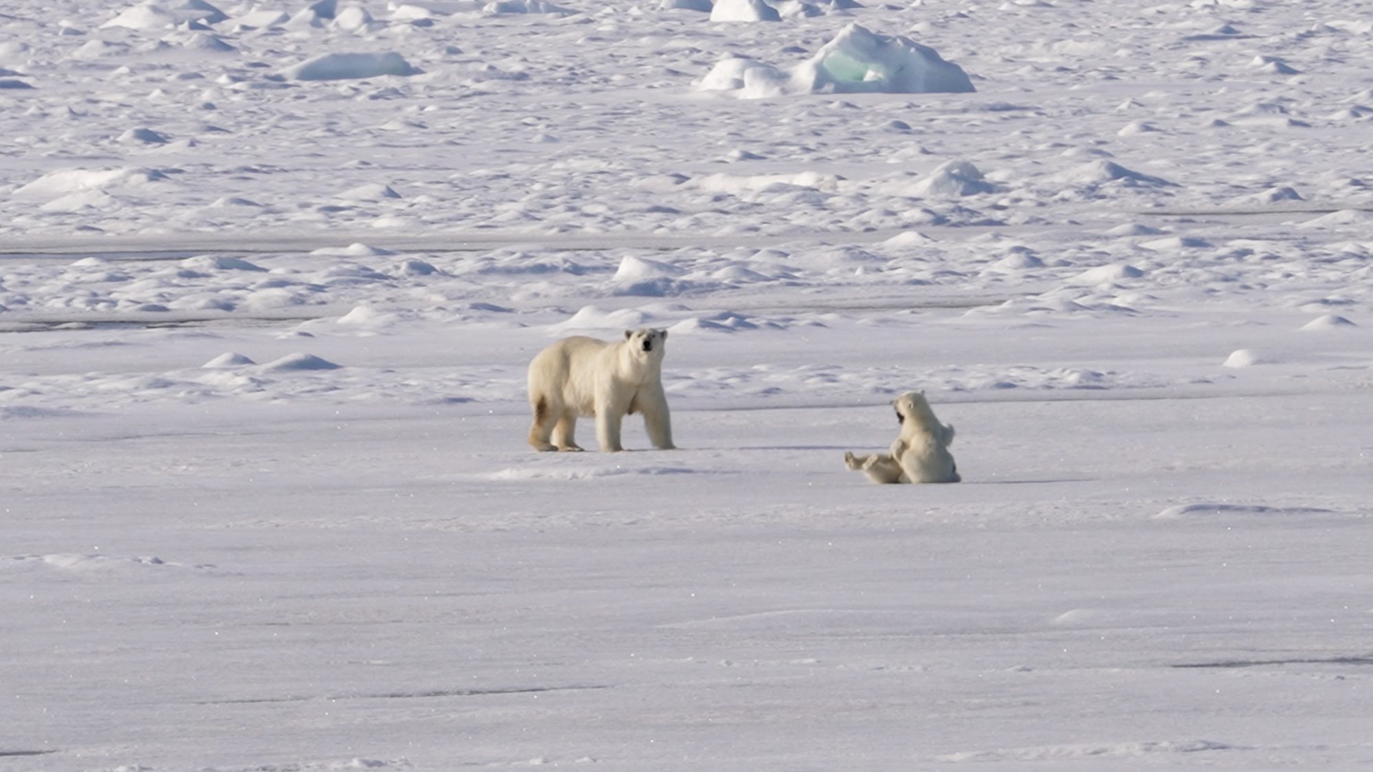 Playful Polar Bear cubs of the year – Svalbard 2023