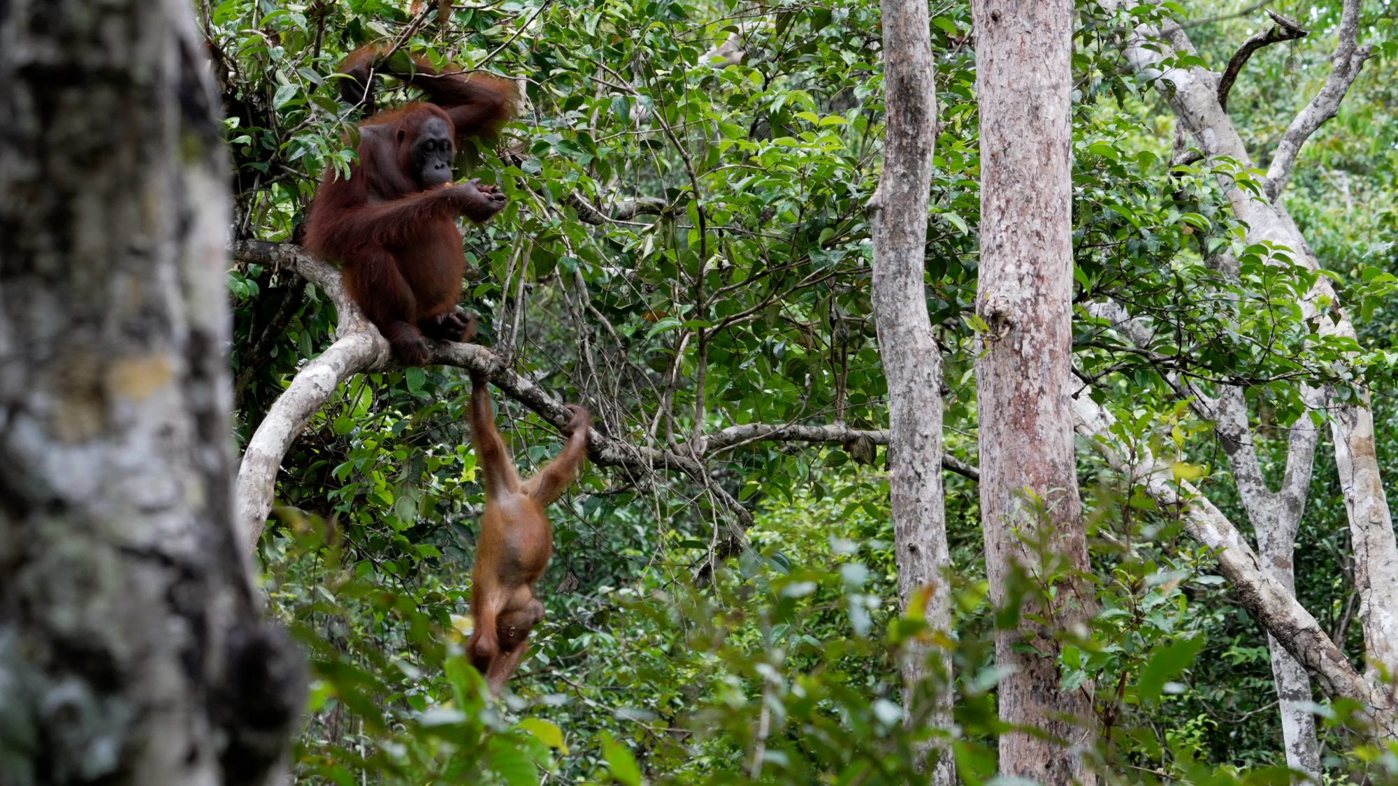 Playful young Orangutan – Borneo 2023