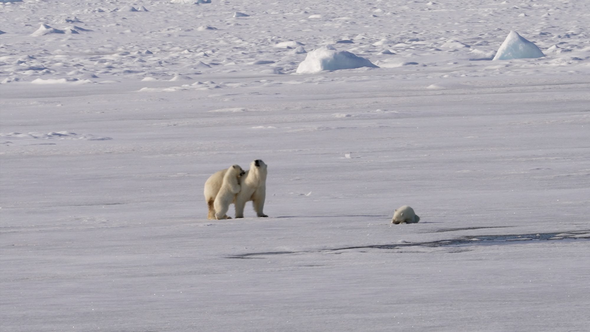 Polar Bear cubs of the year play with mum – Svalbard 2023