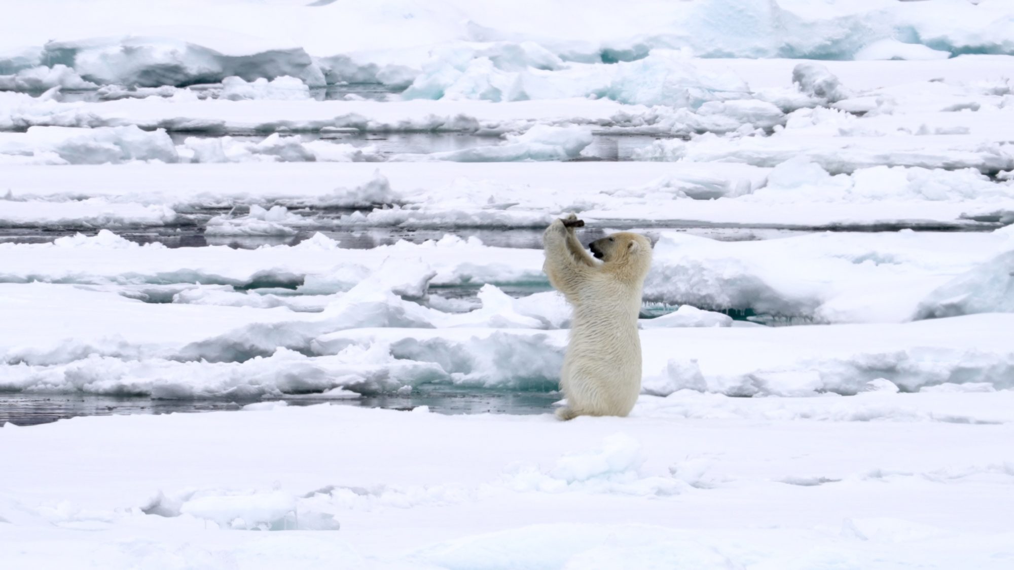 Polar Bear plays with drift wood. Part 2 – Svalbard 2023