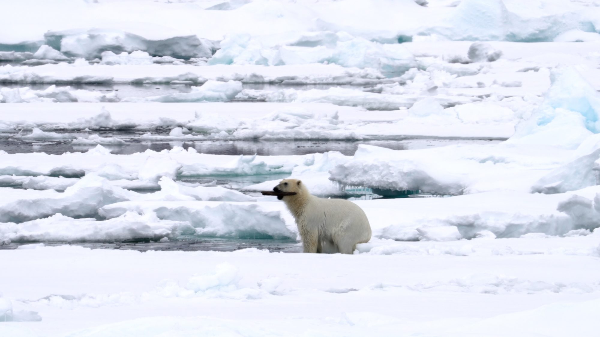Polar Bear plays with drift wood. Part 1 – Svalbard 2023