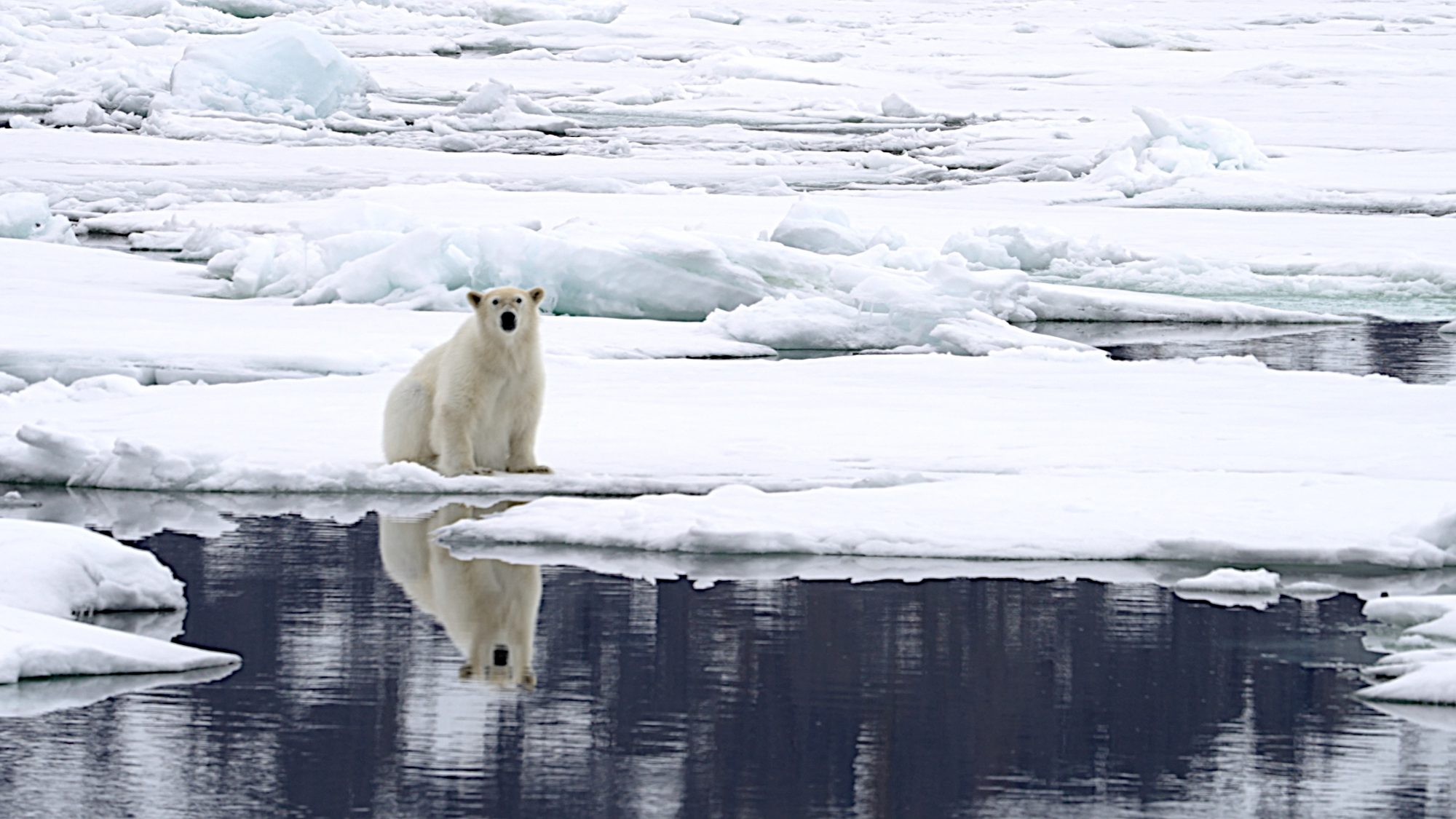 Polar Bear reflections – Svalbard 2023